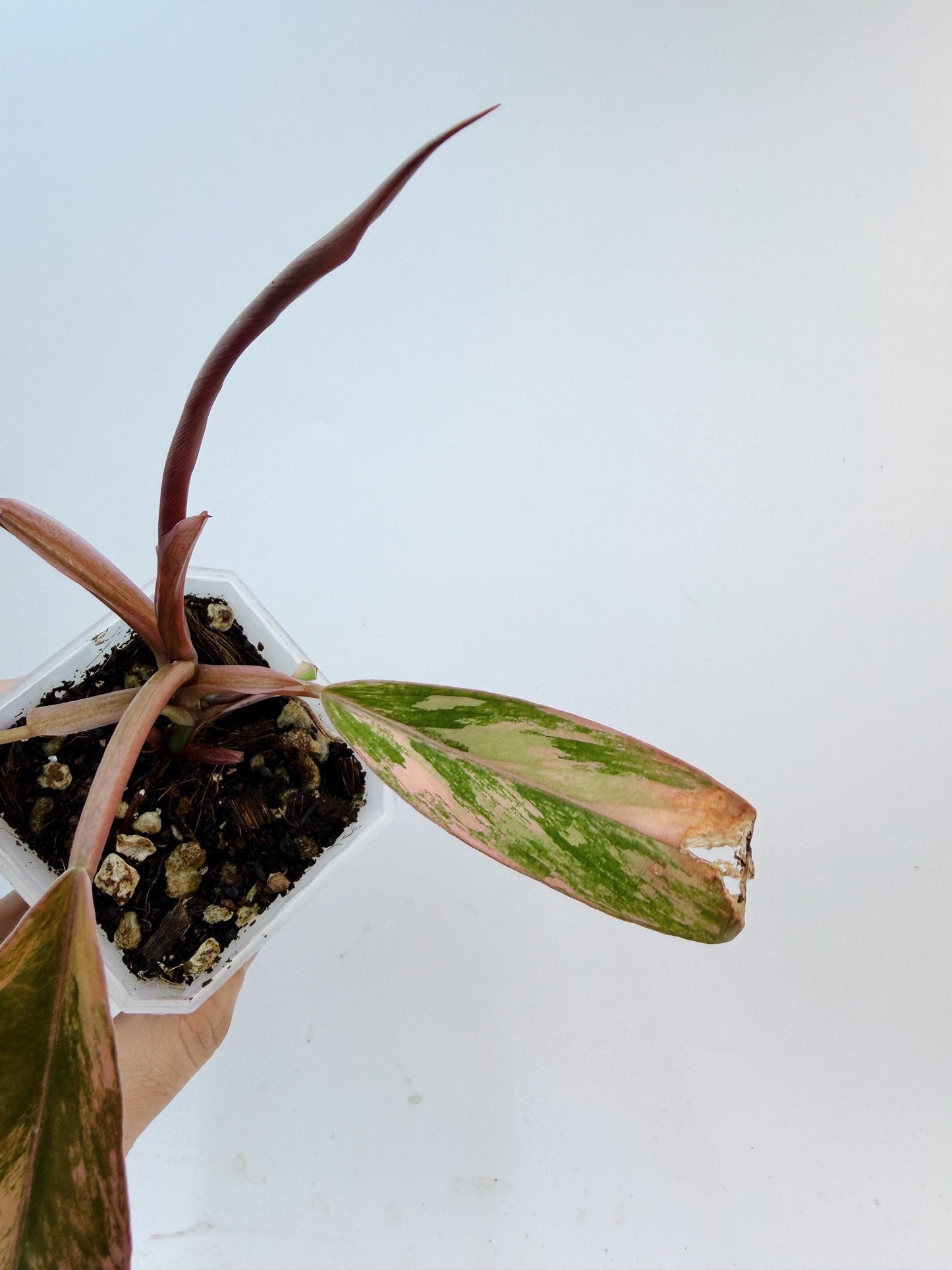 Philodendron Caramel Marble