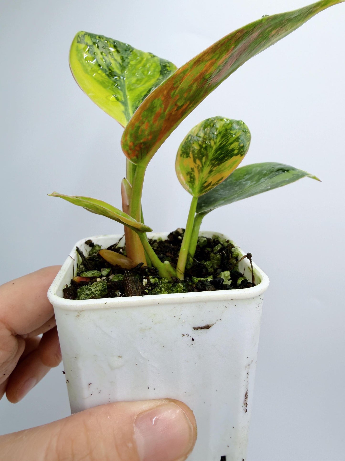 Philodendron Green Congo Nuclear