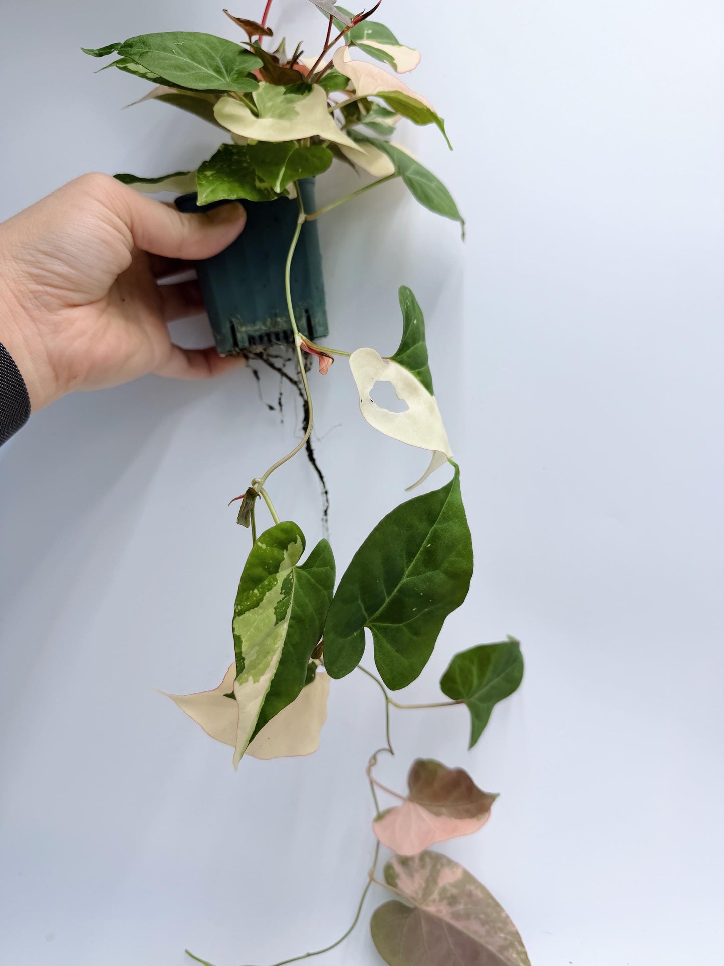 Fallopia Multiflora Variegated