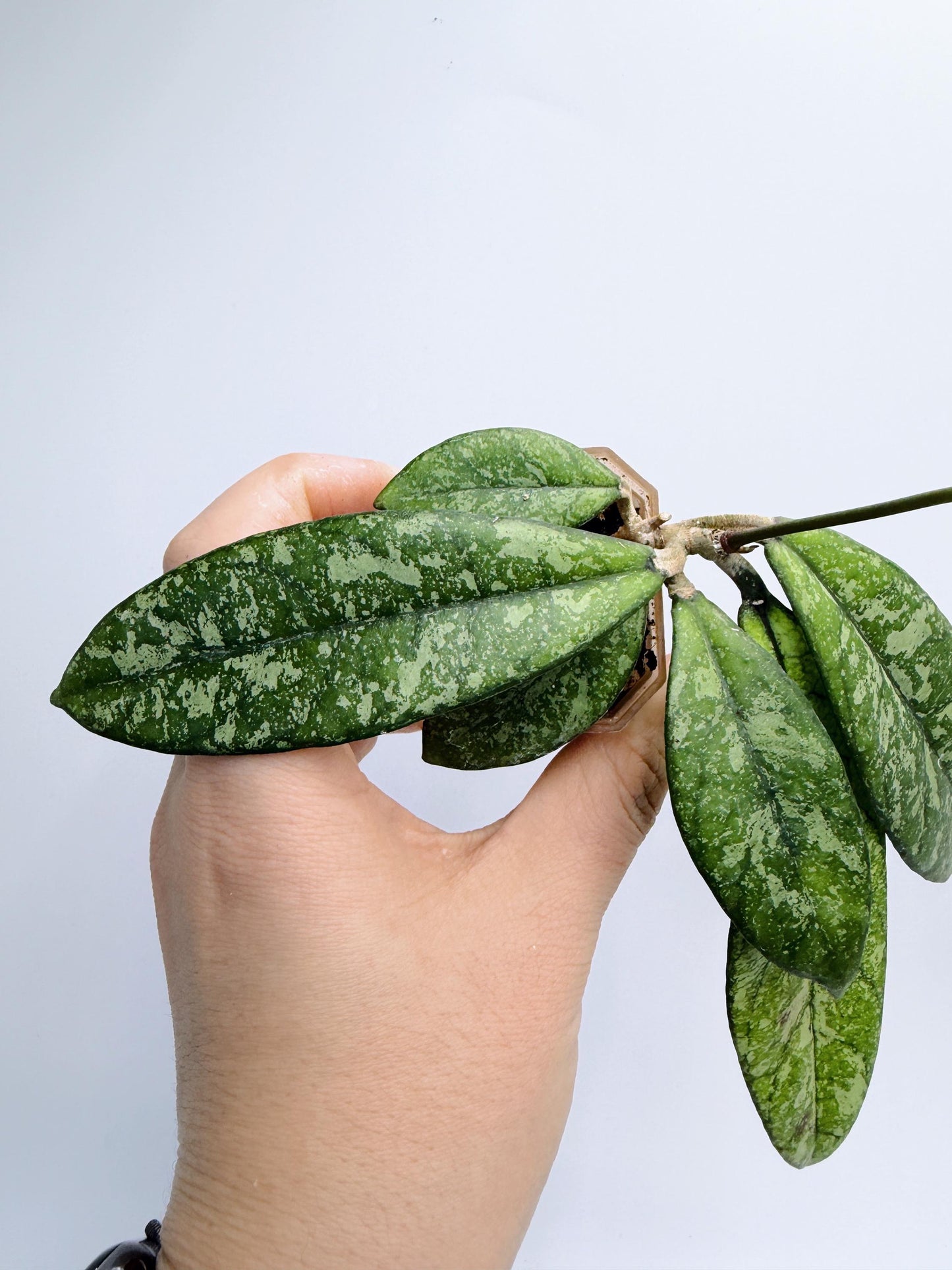 Hoya Crassipetiolata Splash