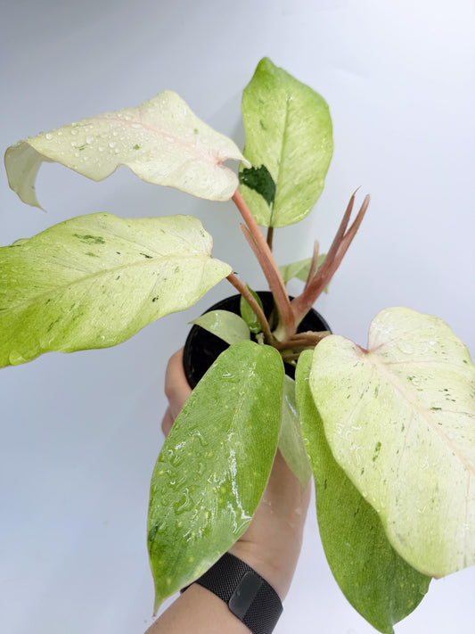 Philodendron Snow Drift