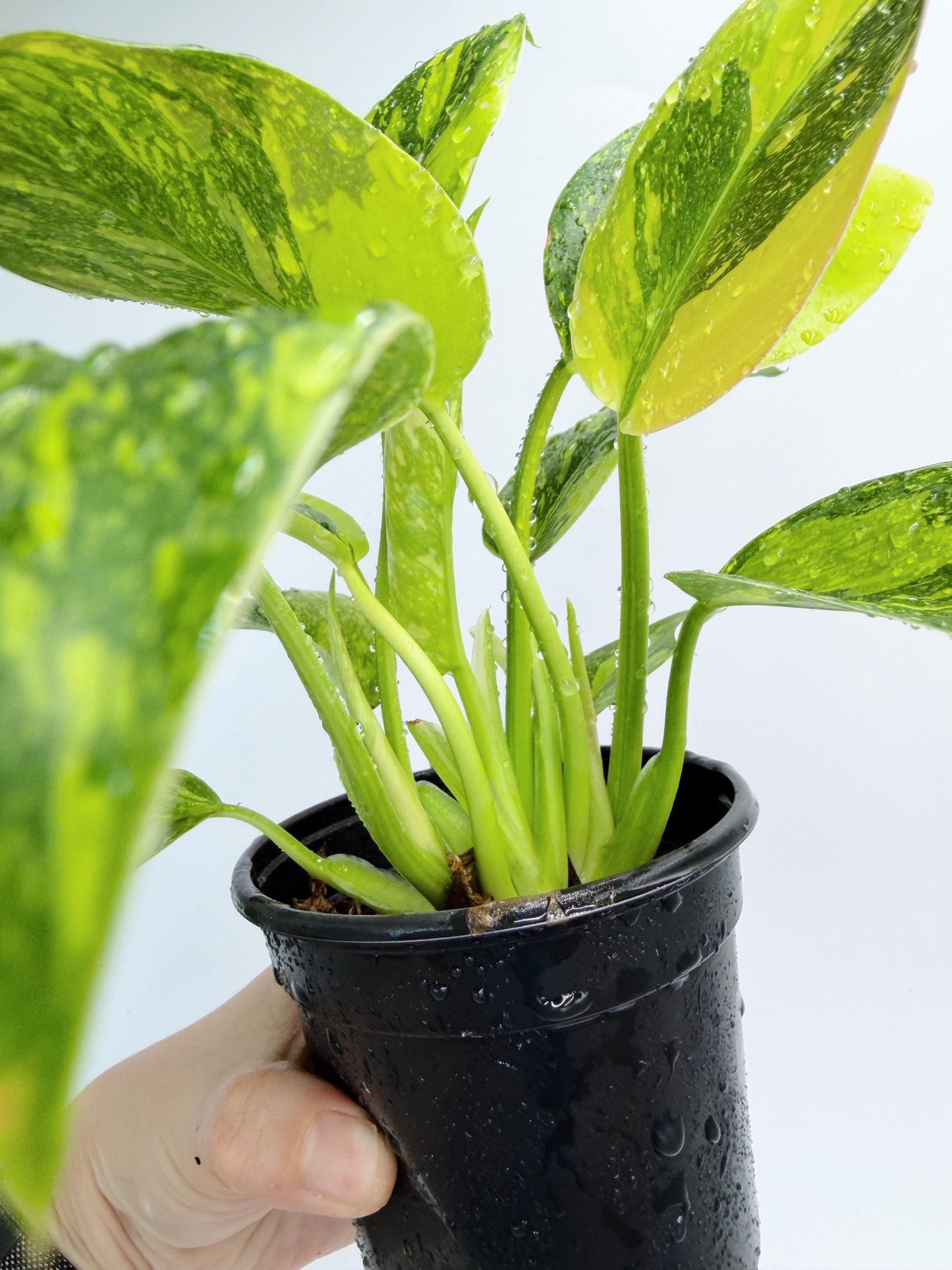 Philodendron Green Congo Nuclear