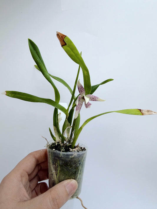 Encyclia garciana