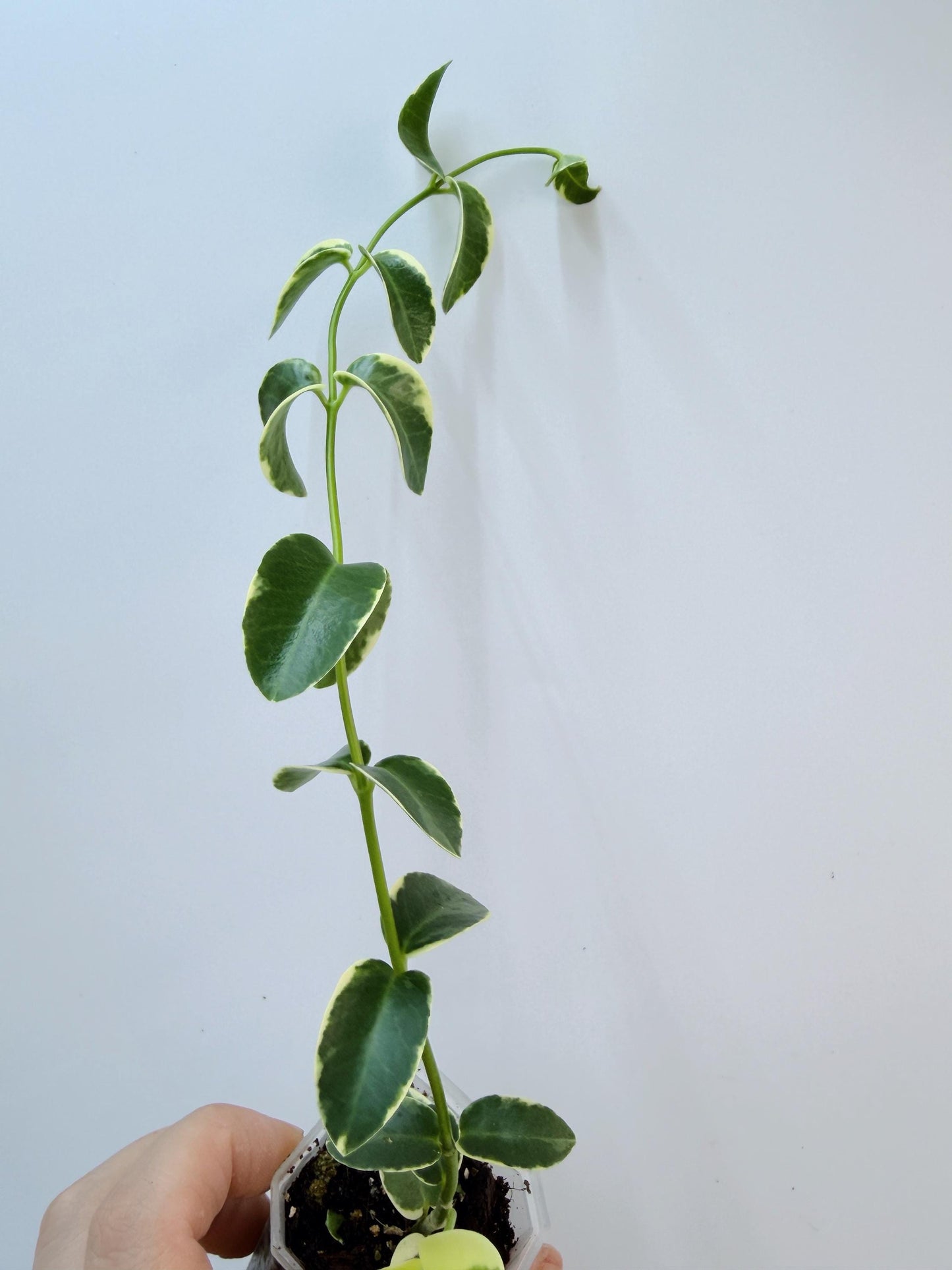 Hoya Cumingiana Albo