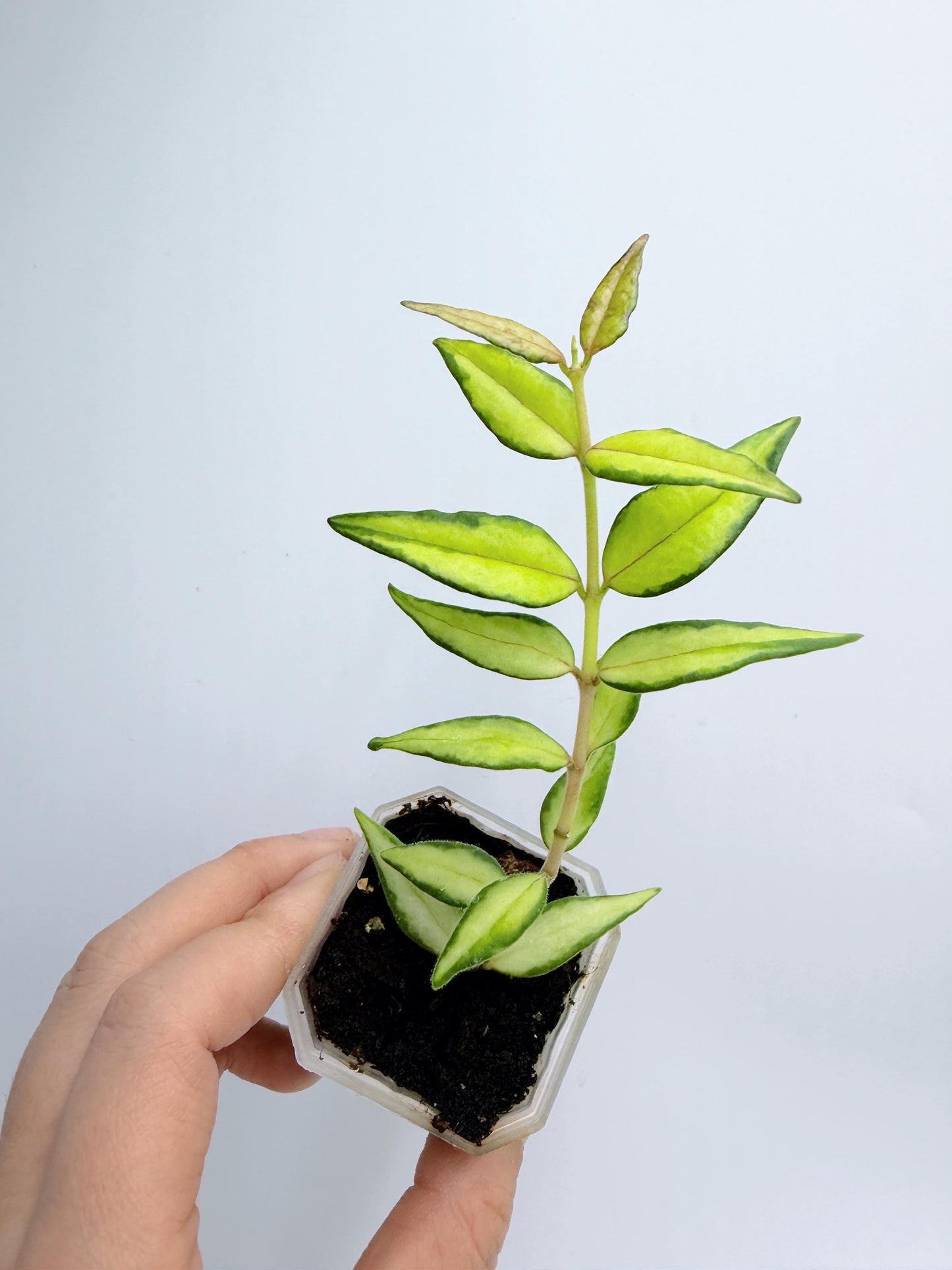 Hoya Bella Inner Variegated
