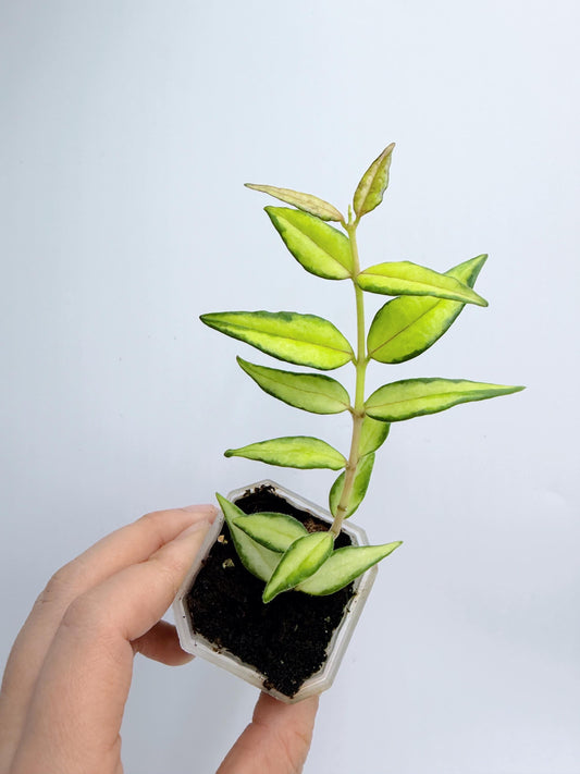 Hoya Bella Inner Variegated