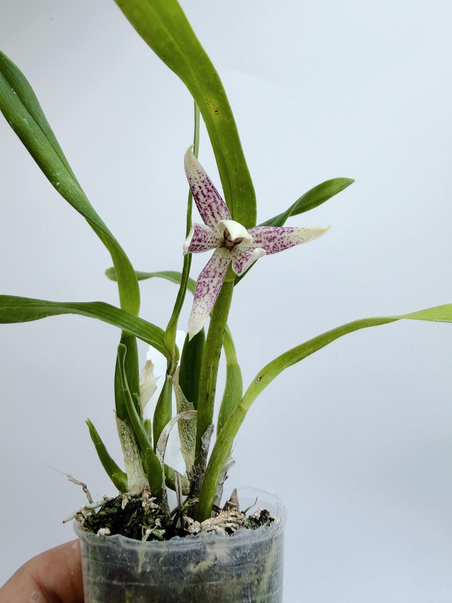 Encyclia garciana