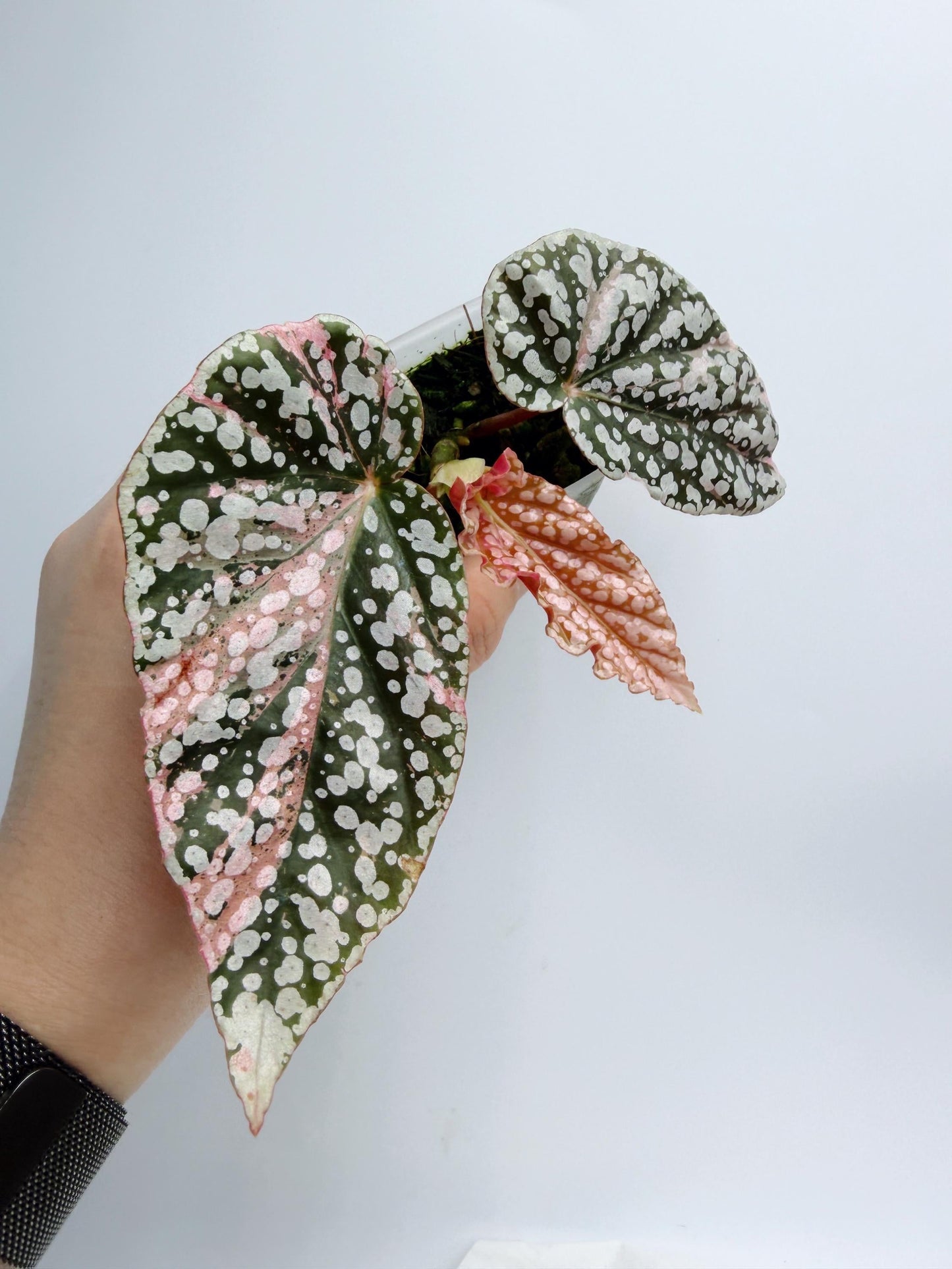 Begonia Snow Capped Variegated