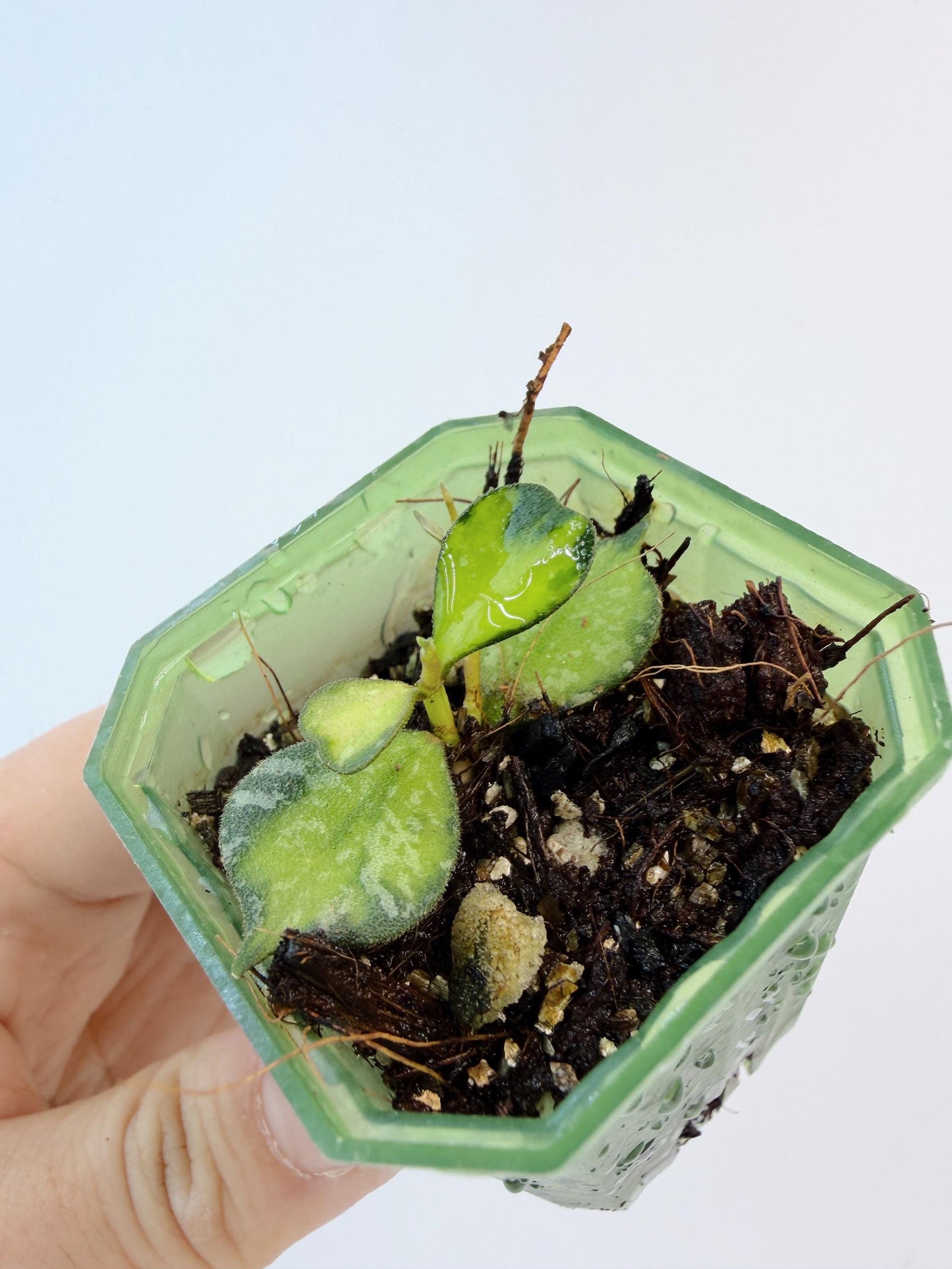 Hoya Curtisii Variegated