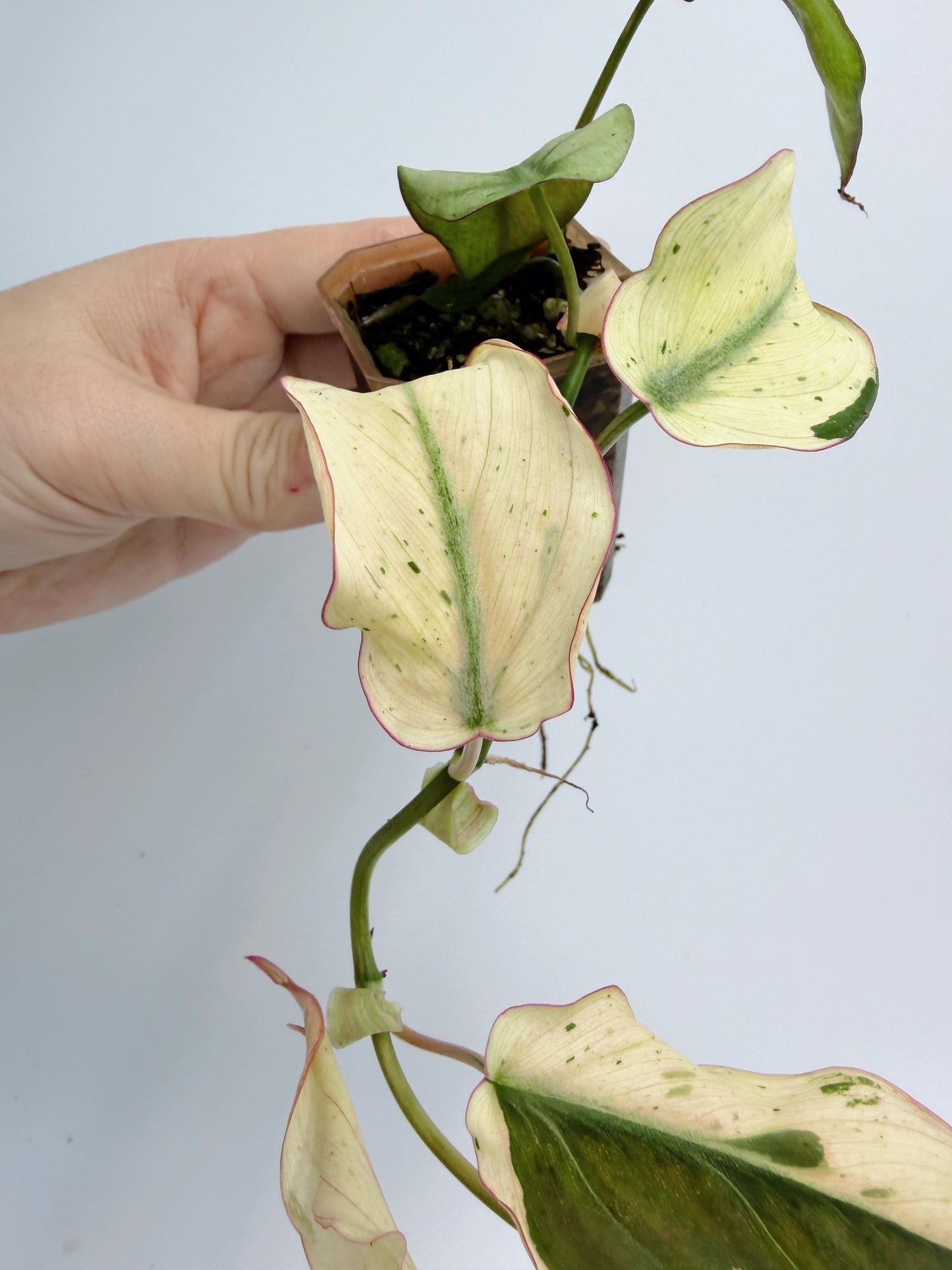 Philodendron Mican Mint Variegated