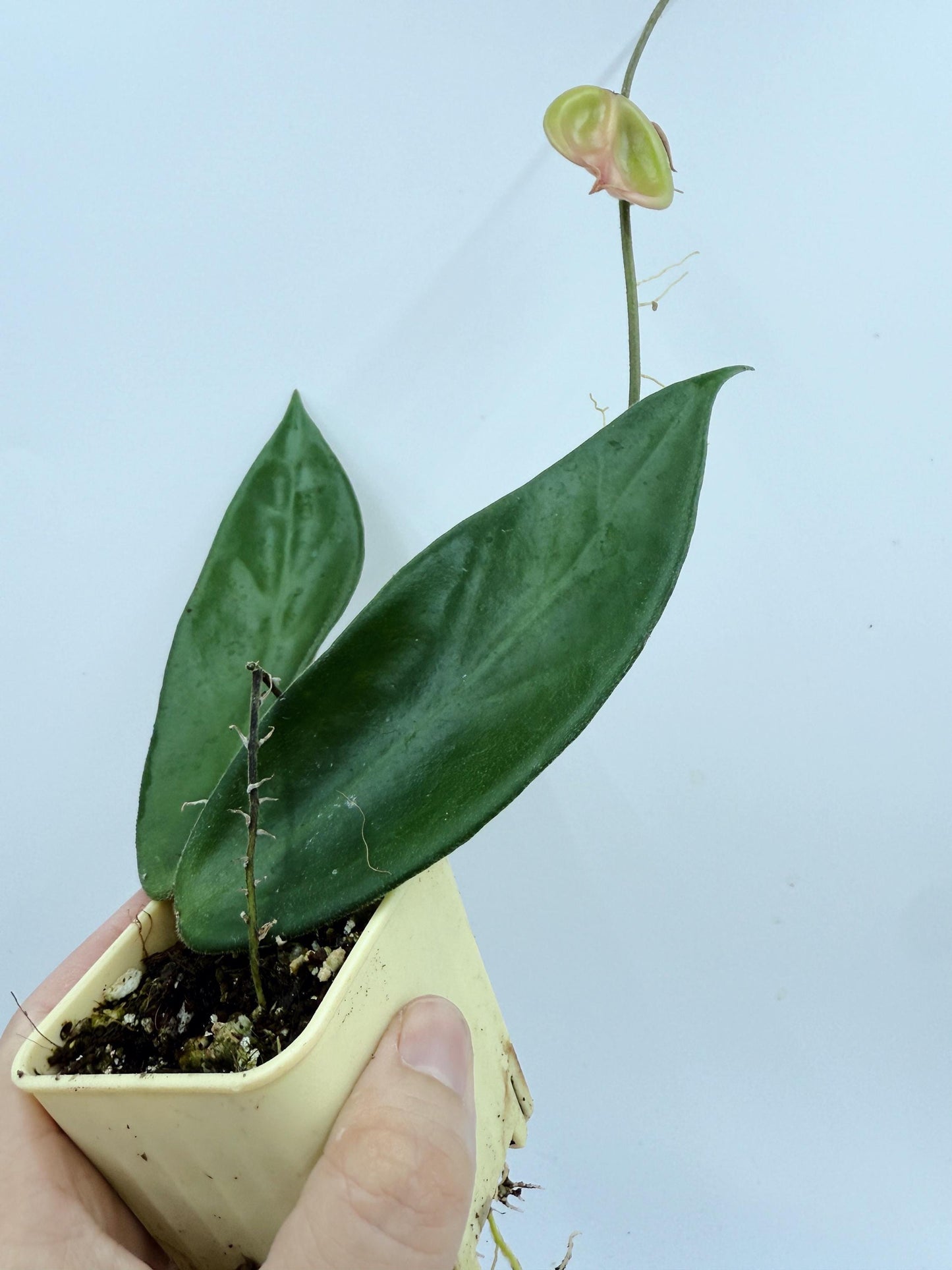 Hoya Vangviengiensis