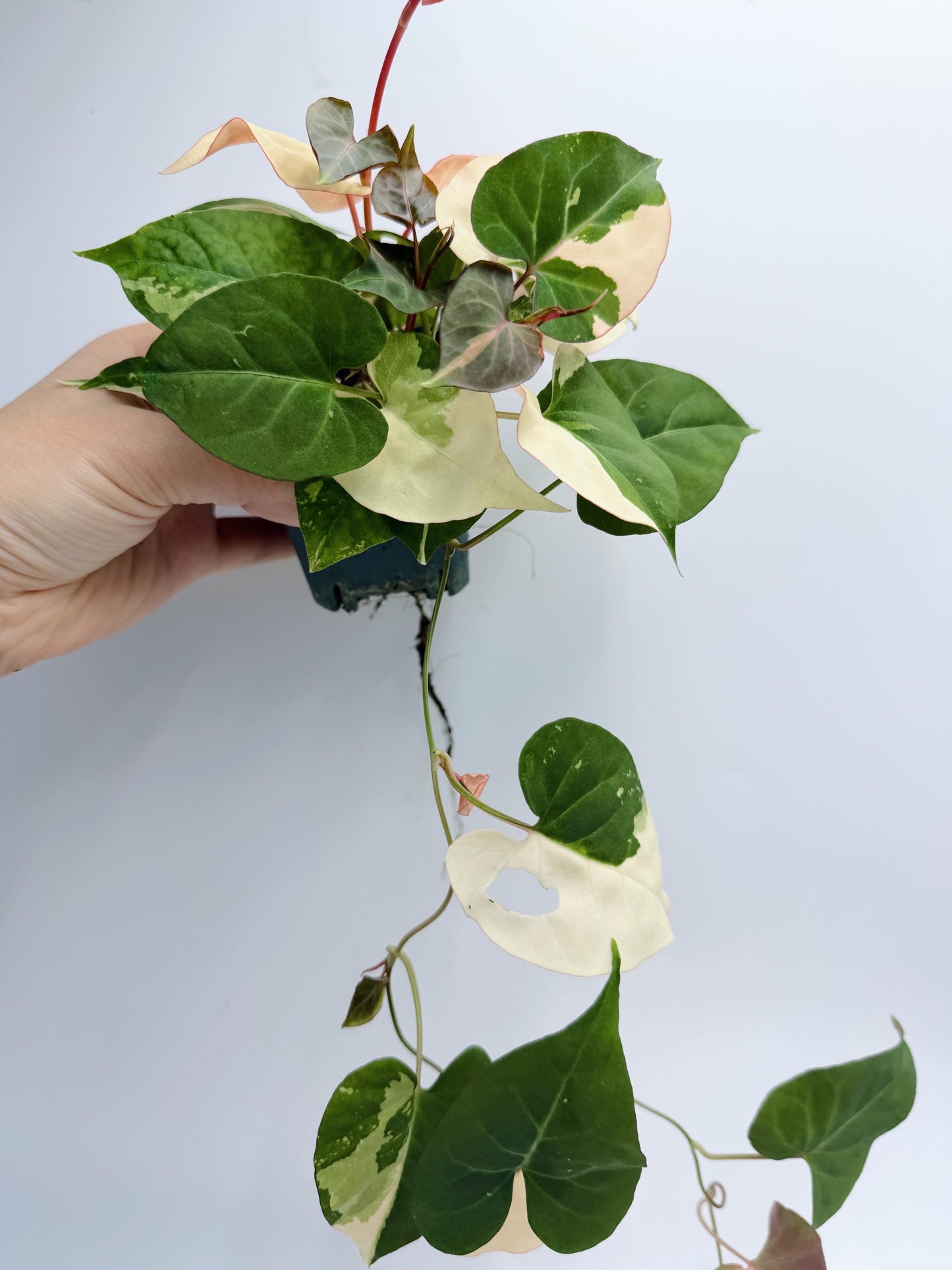 Fallopia Multiflora Variegated