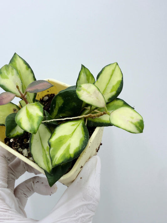 Hoya Heuschkeliana Variegated