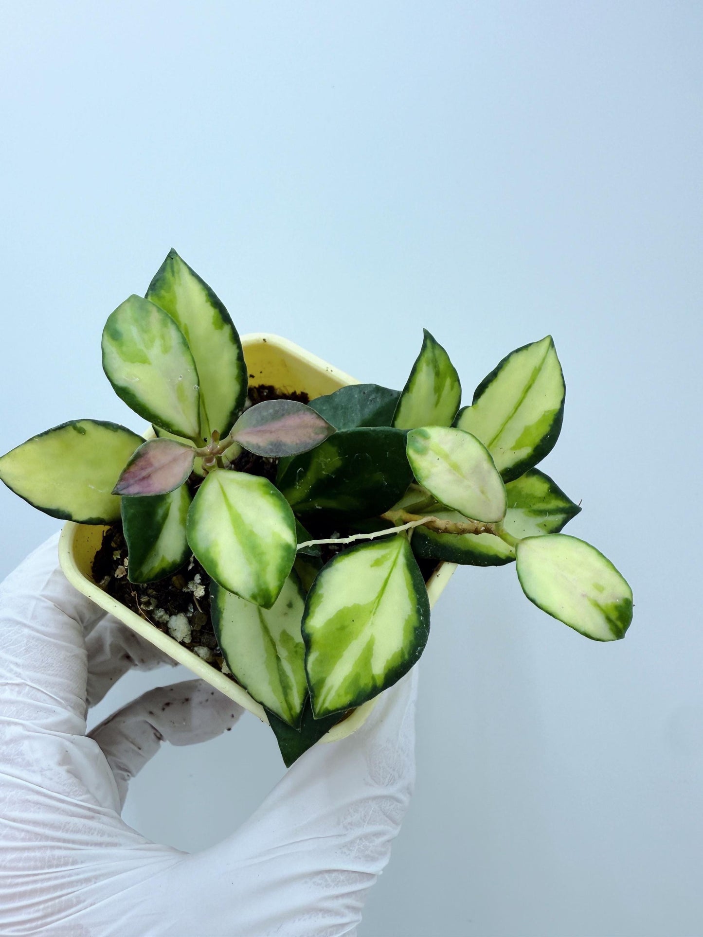 Hoya Heuschkeliana Variegated