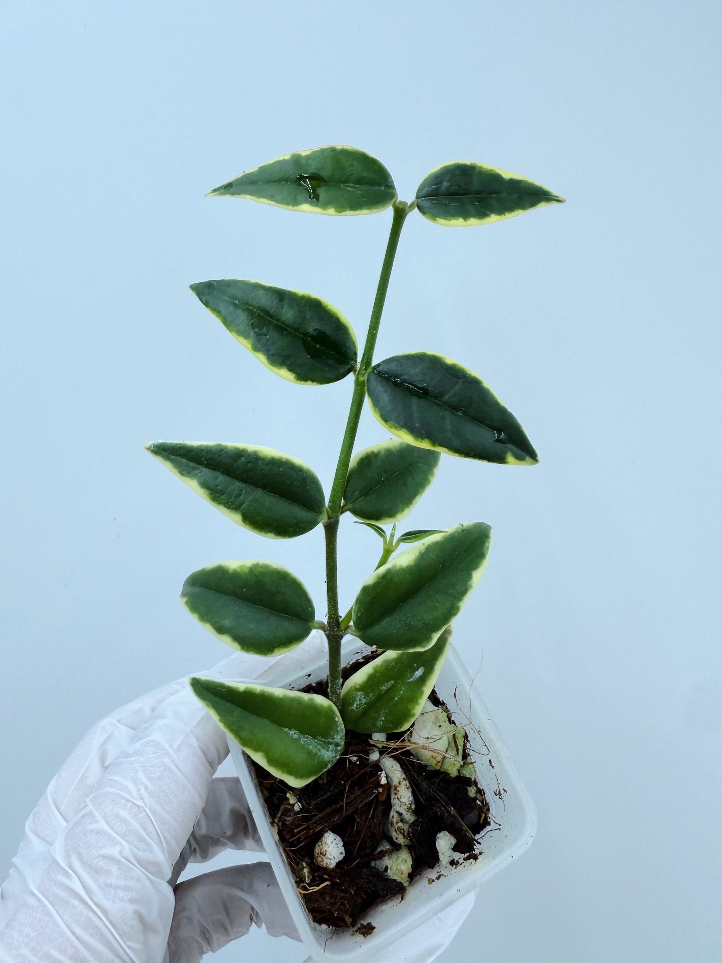 Hoya Bella Albo