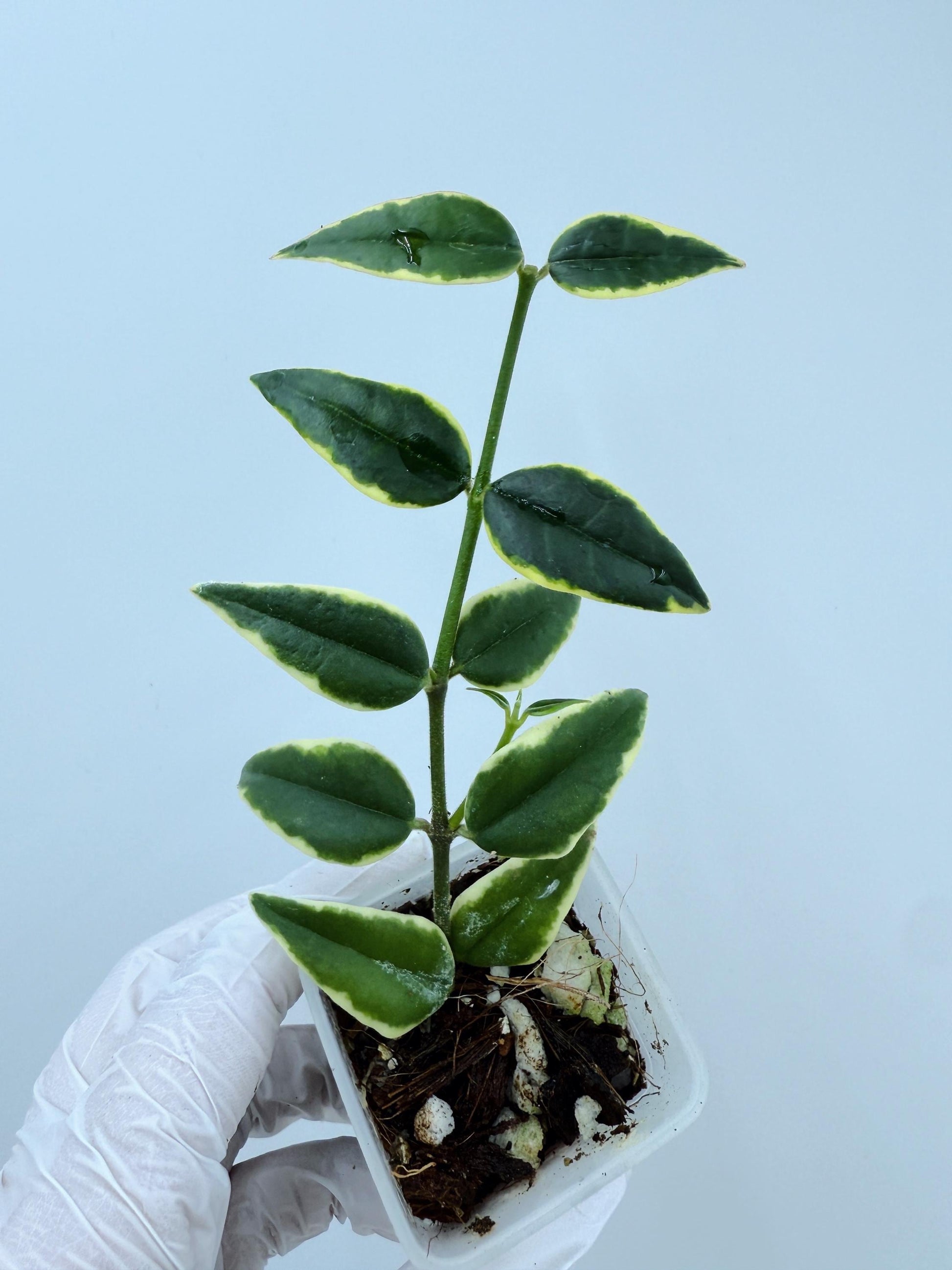 Hoya Bella Albo