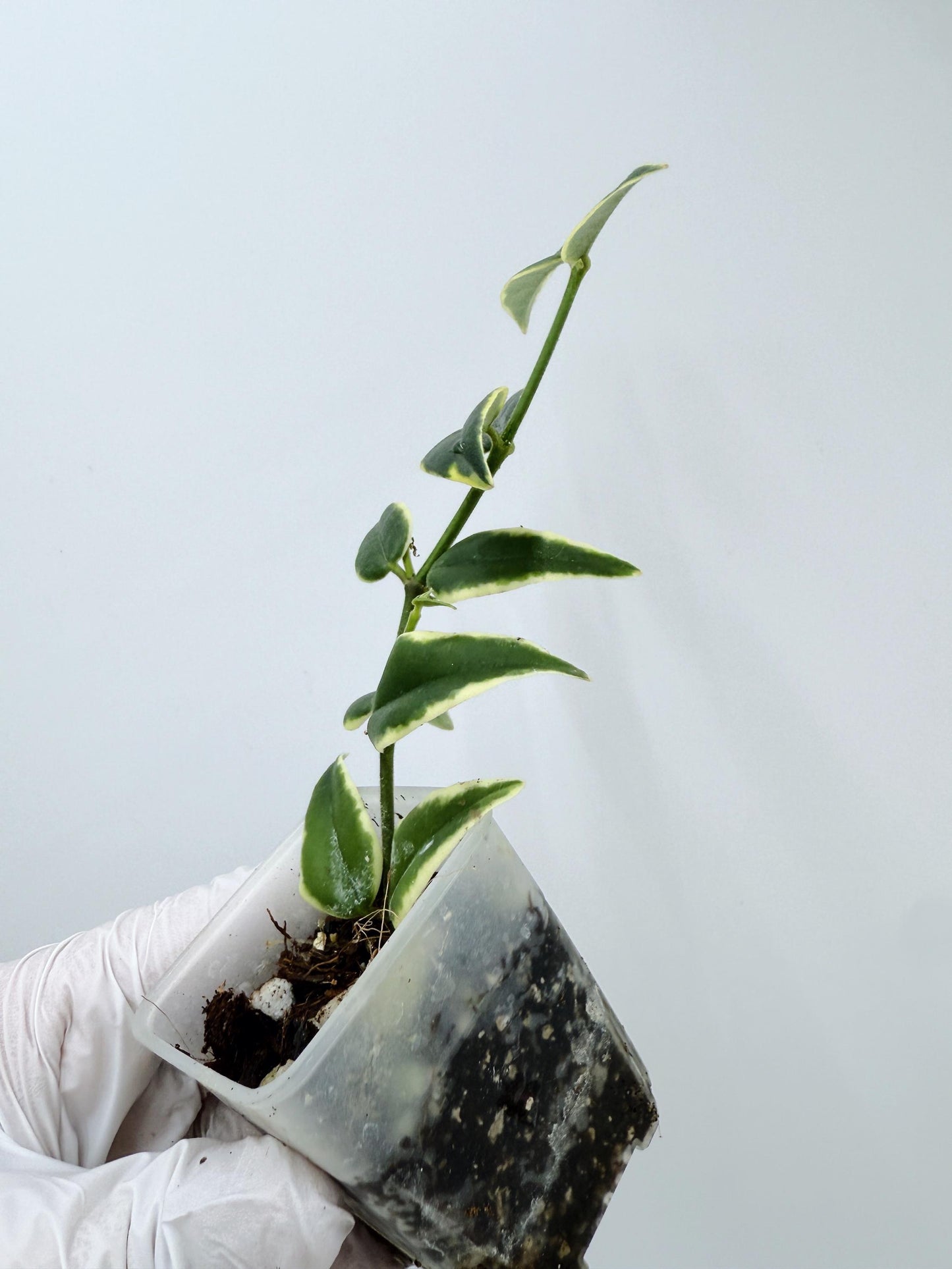 Hoya Bella Albo