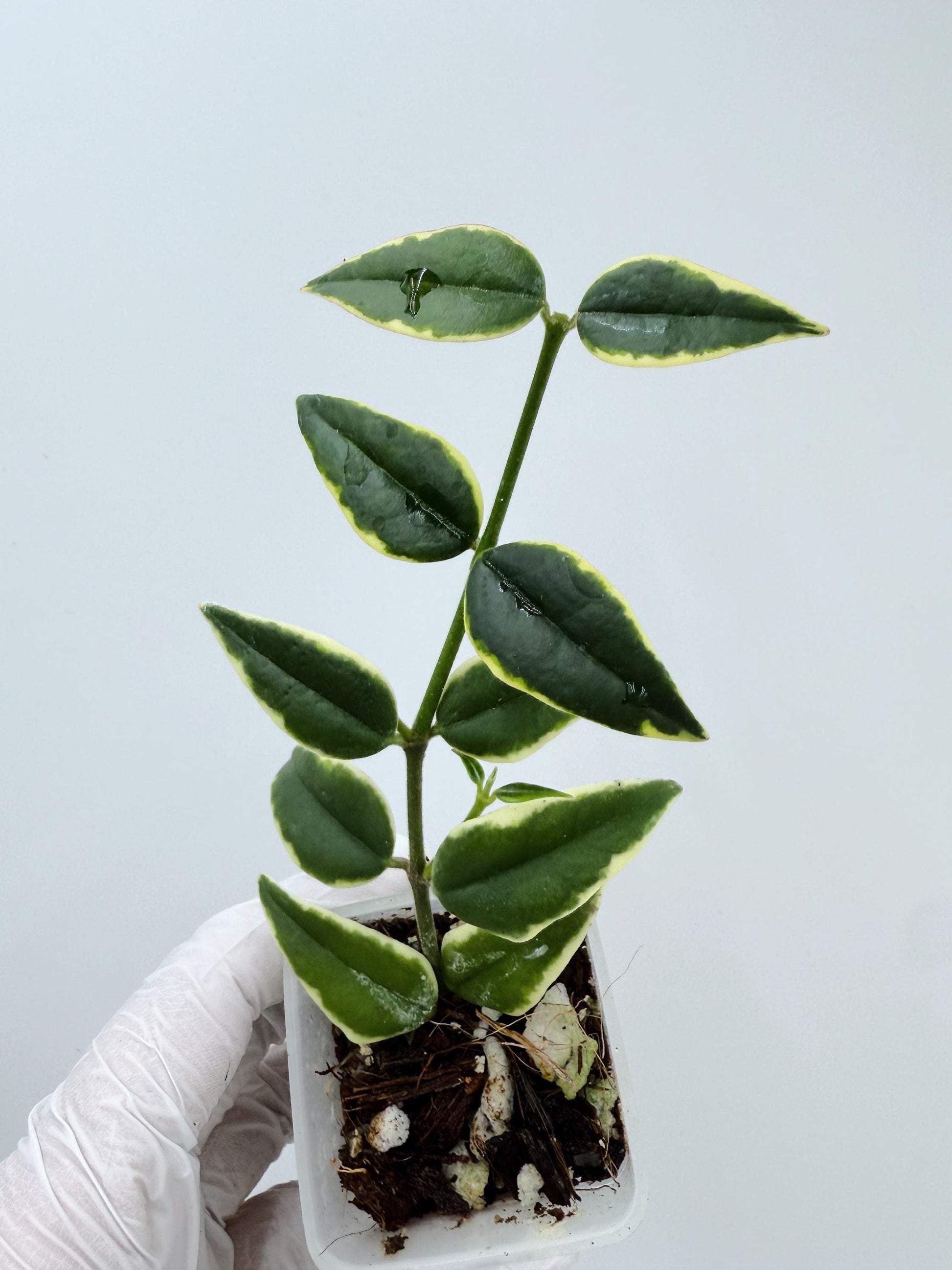 Hoya Bella Albo