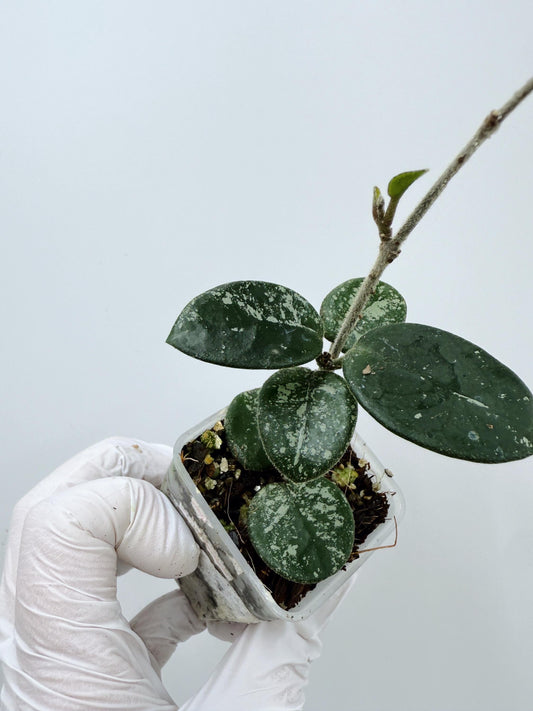 Hoya Mathilde Splash