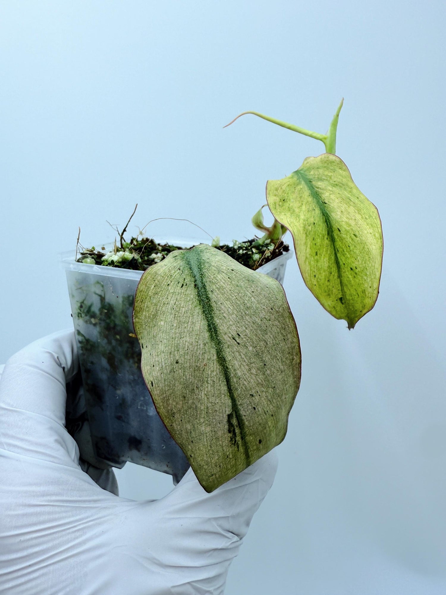 Philodendron Mican Mint Variegated