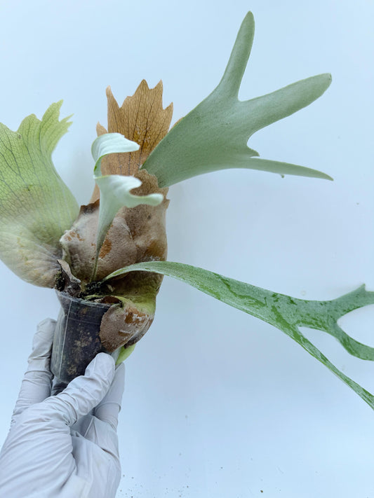 Platycerium Bifurcatum sp.White