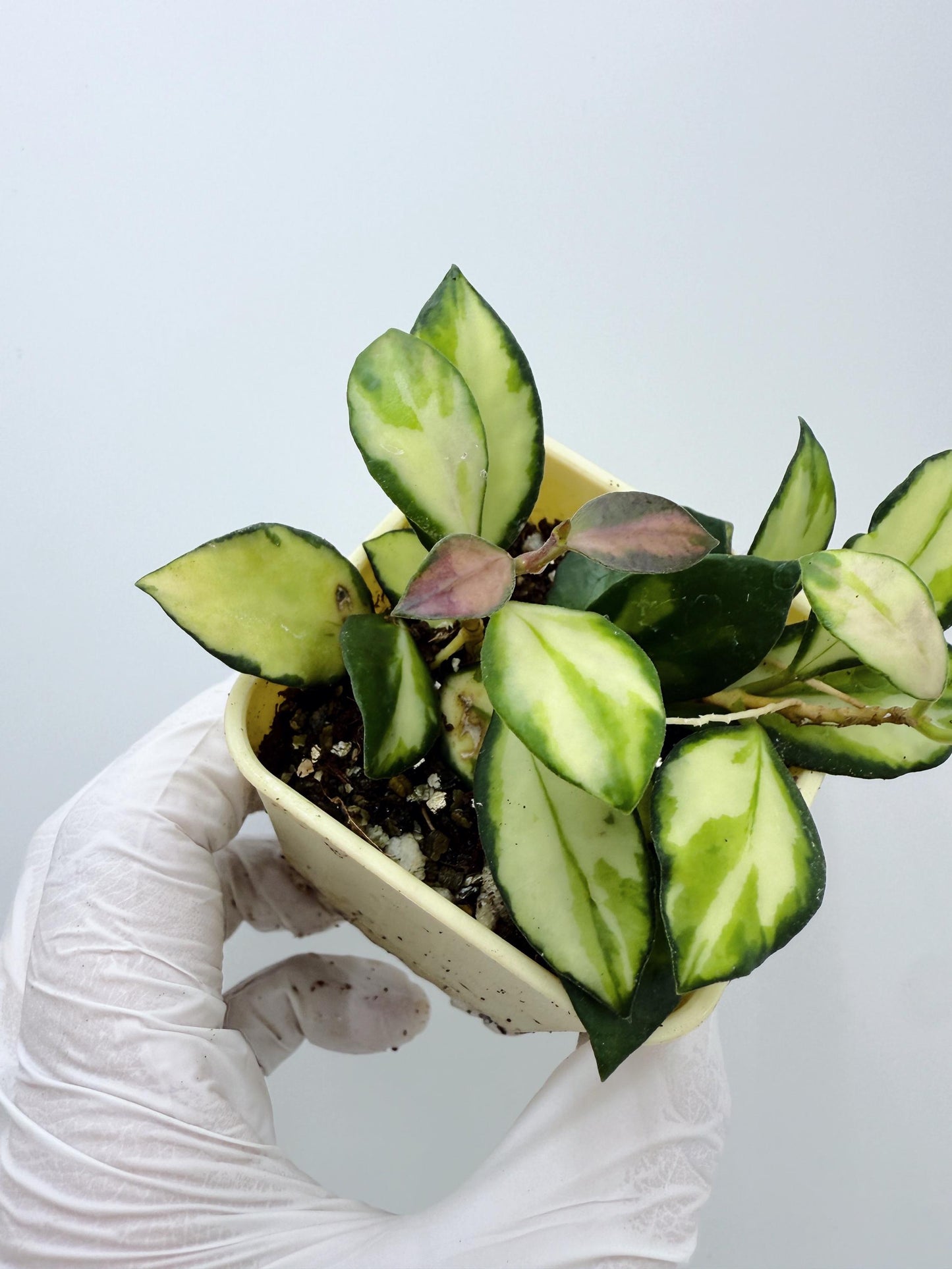 Hoya Heuschkeliana Variegated