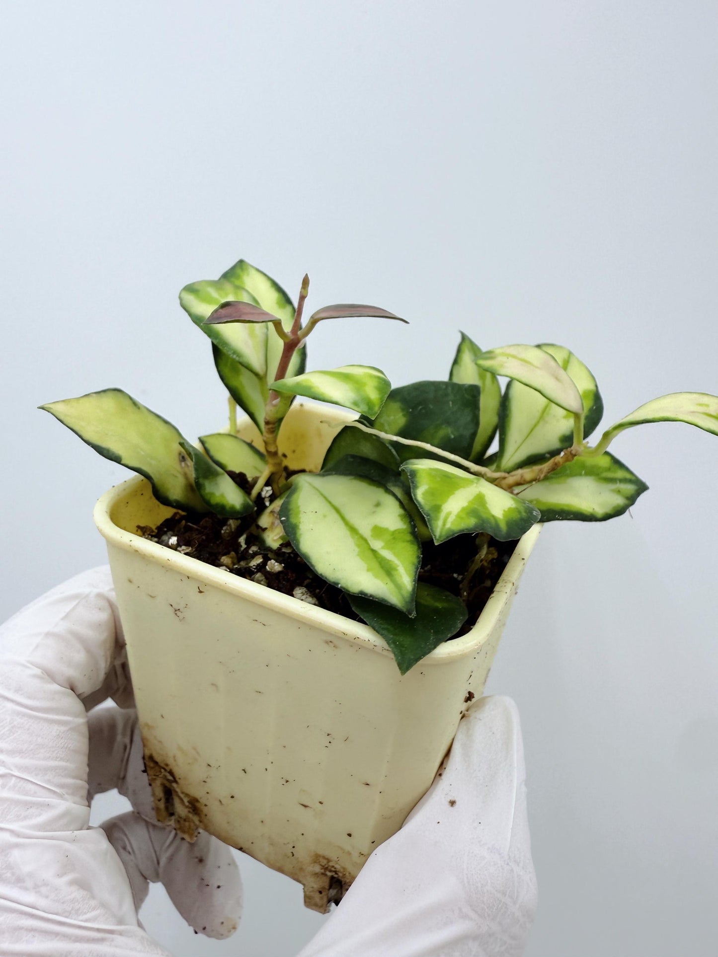 Hoya Heuschkeliana Variegated