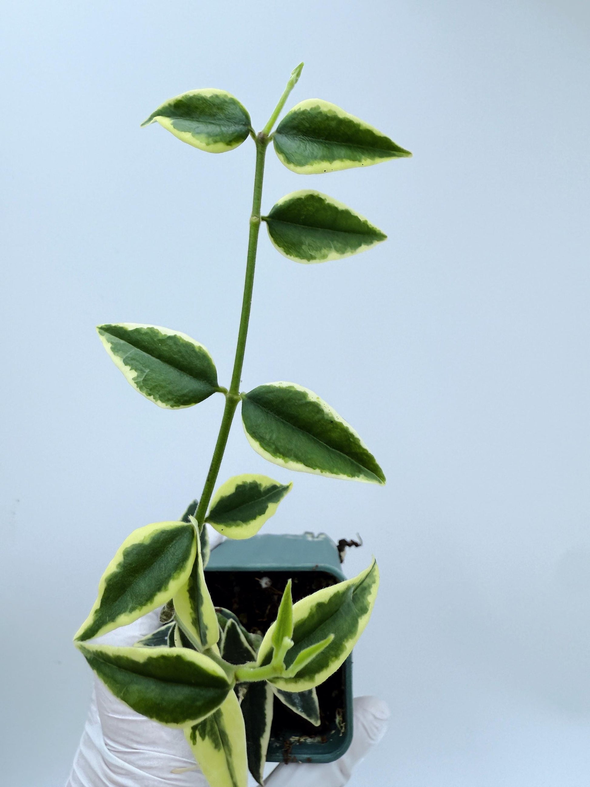 Hoya Bella Albo