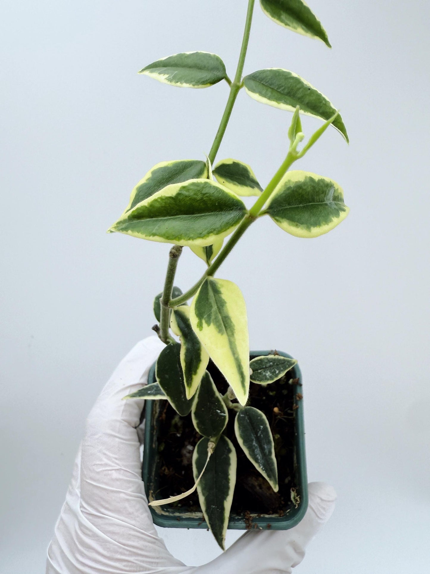 Hoya Bella Albo