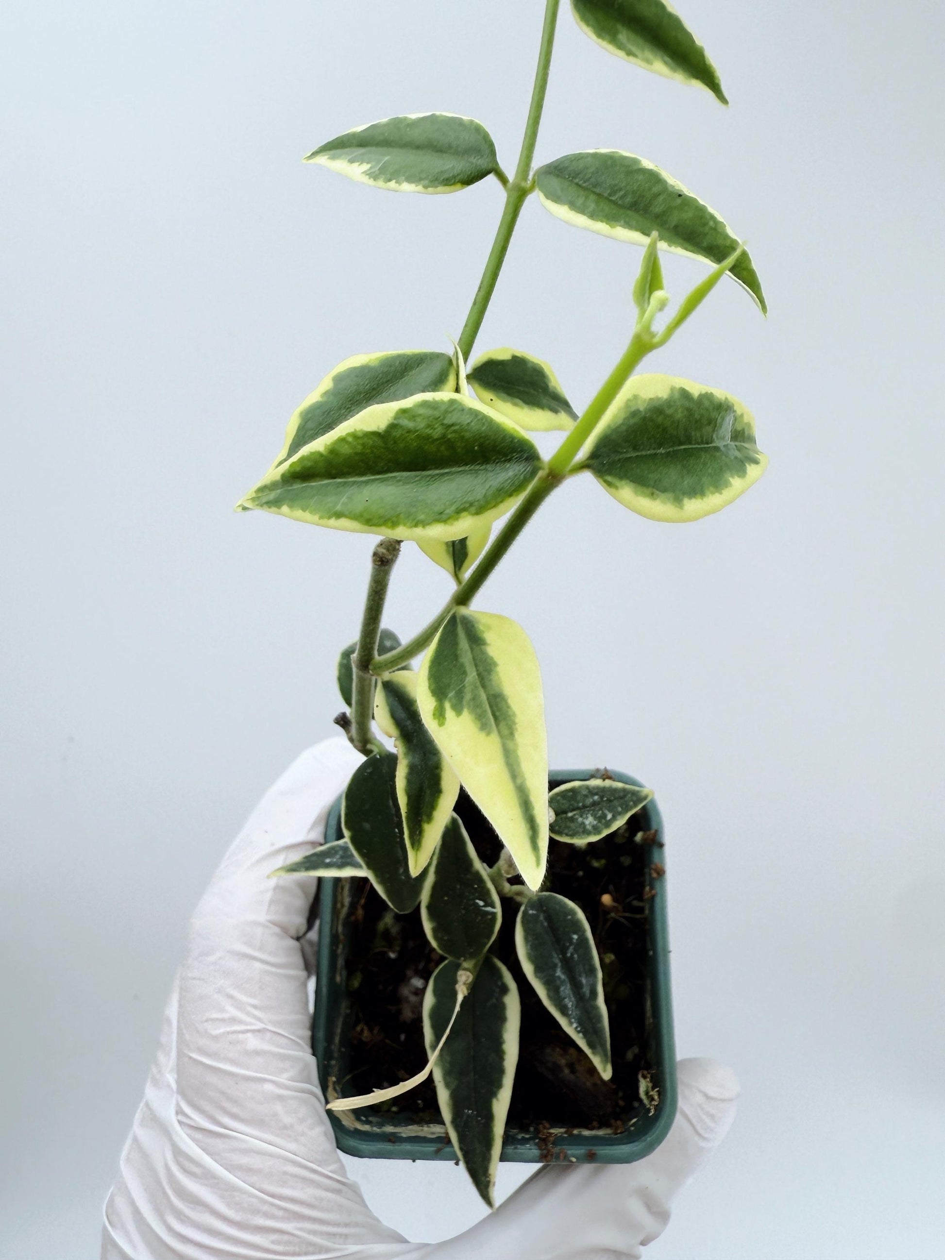 Hoya Bella Albo
