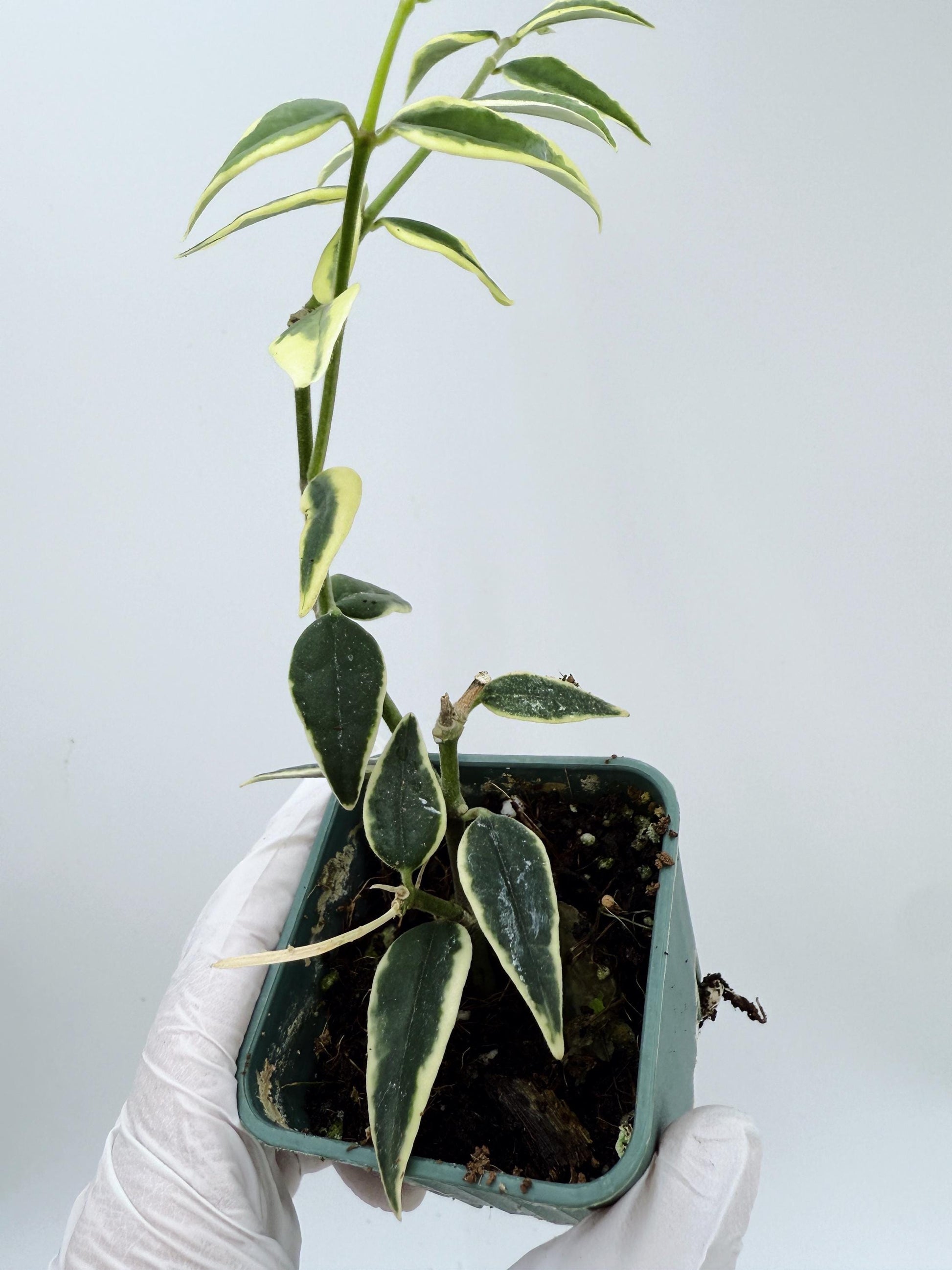 Hoya Bella Albo