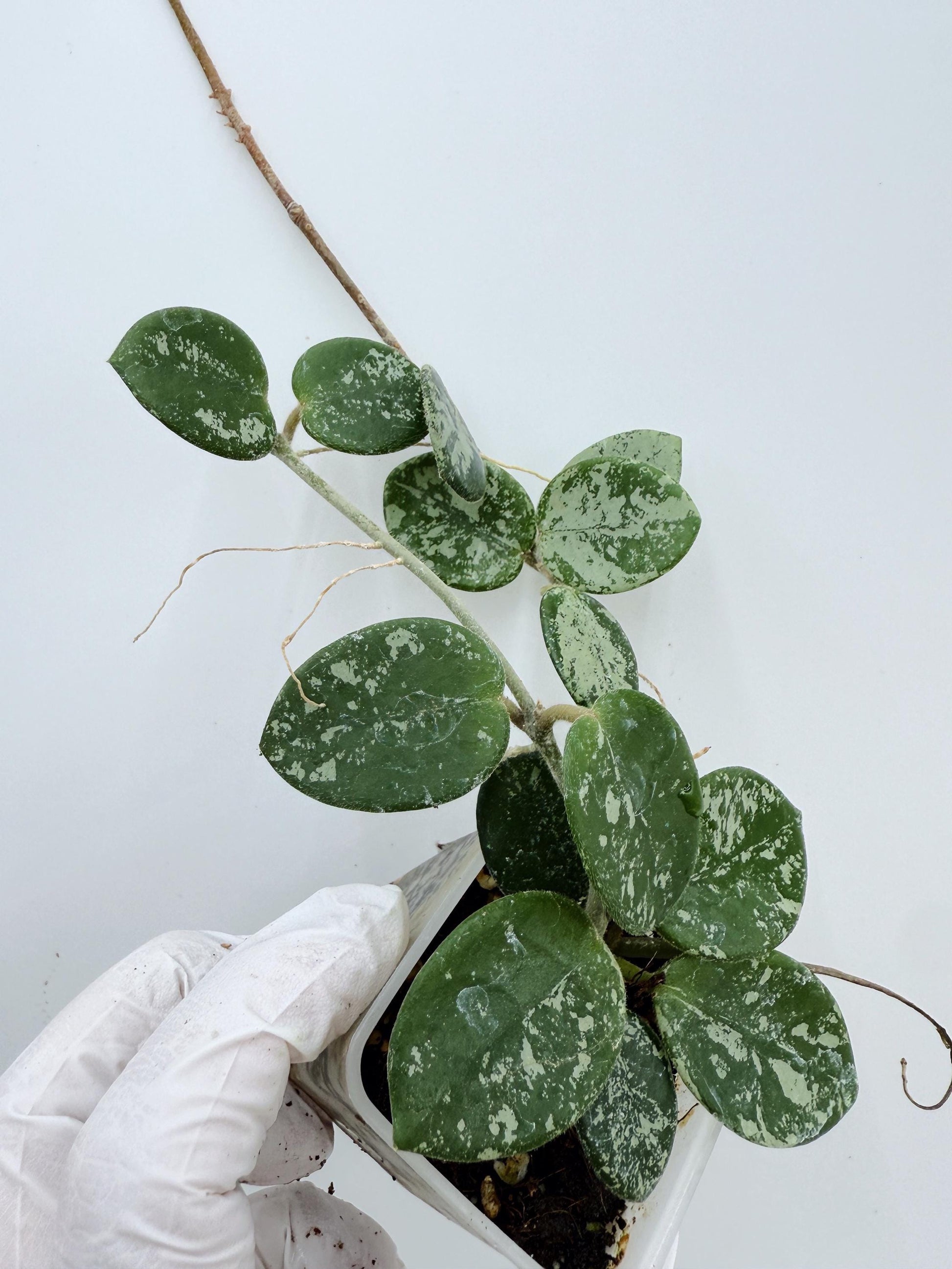 Hoya Mathilde Splash