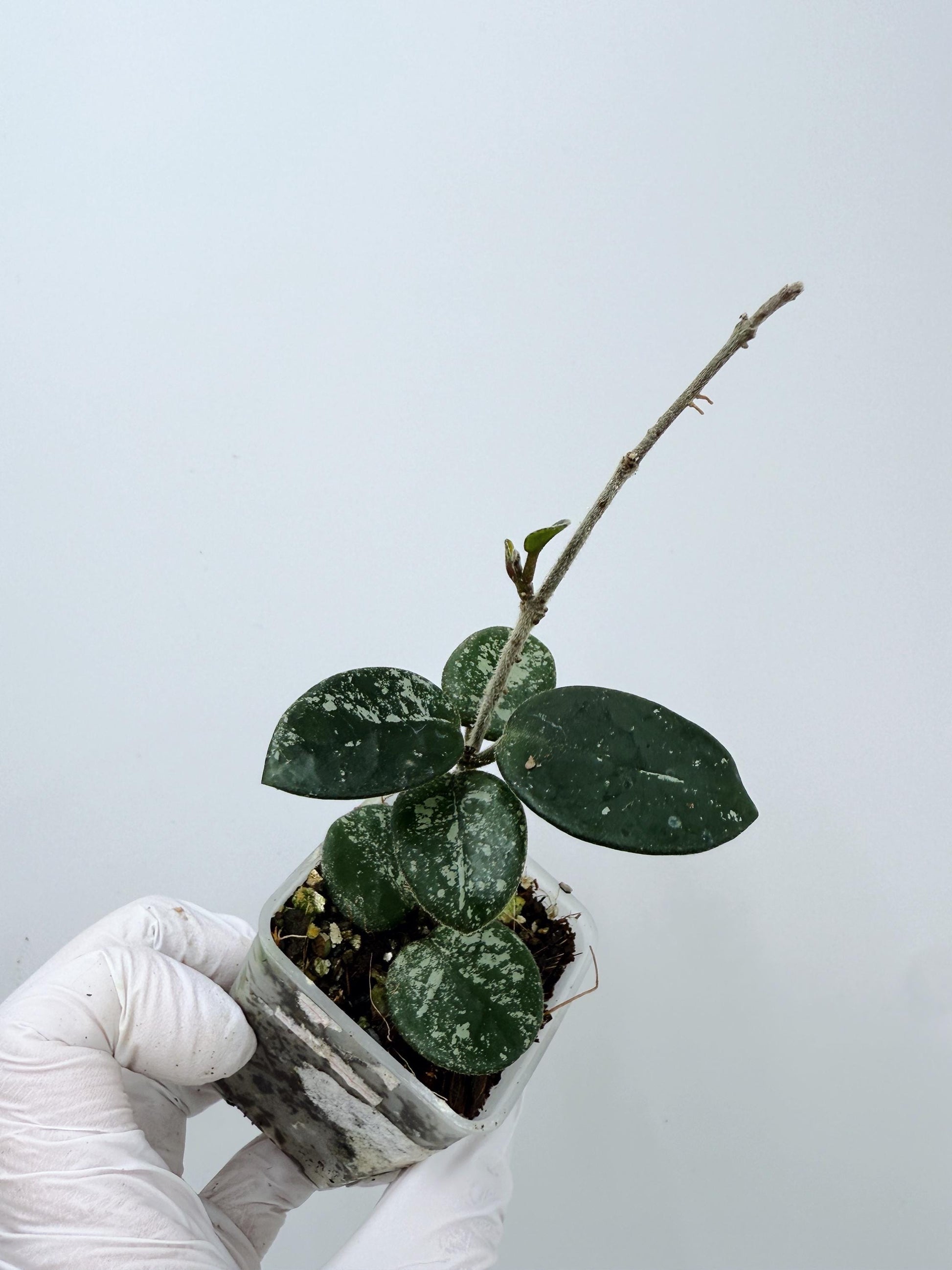 Hoya Mathilde Splash