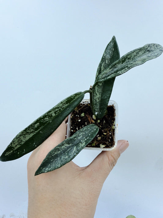 Hoya Minibelle Splash