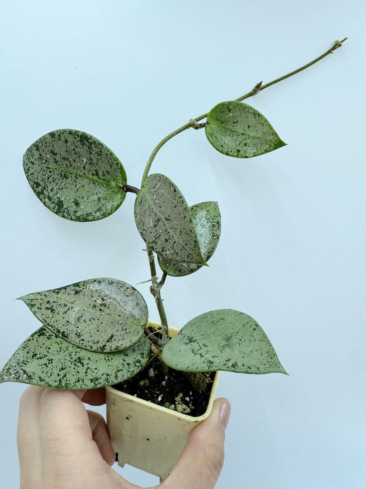 Hoya Verticillata Heart Leaves Silver