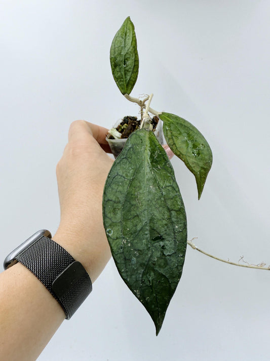 Hoya Tequila Sunrise