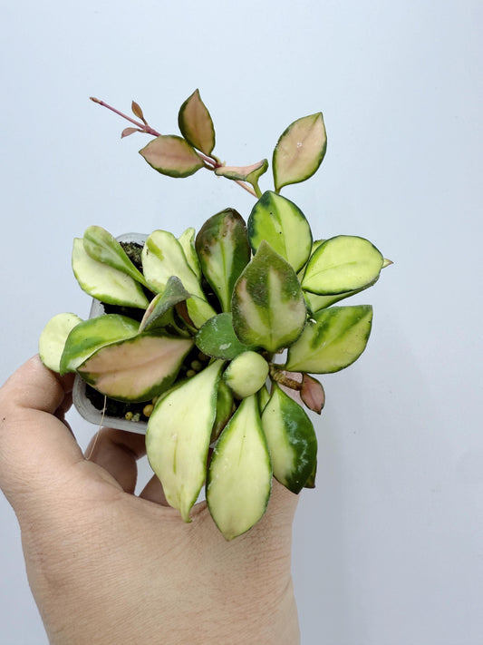 Hoya Heuschkeliana Variegated