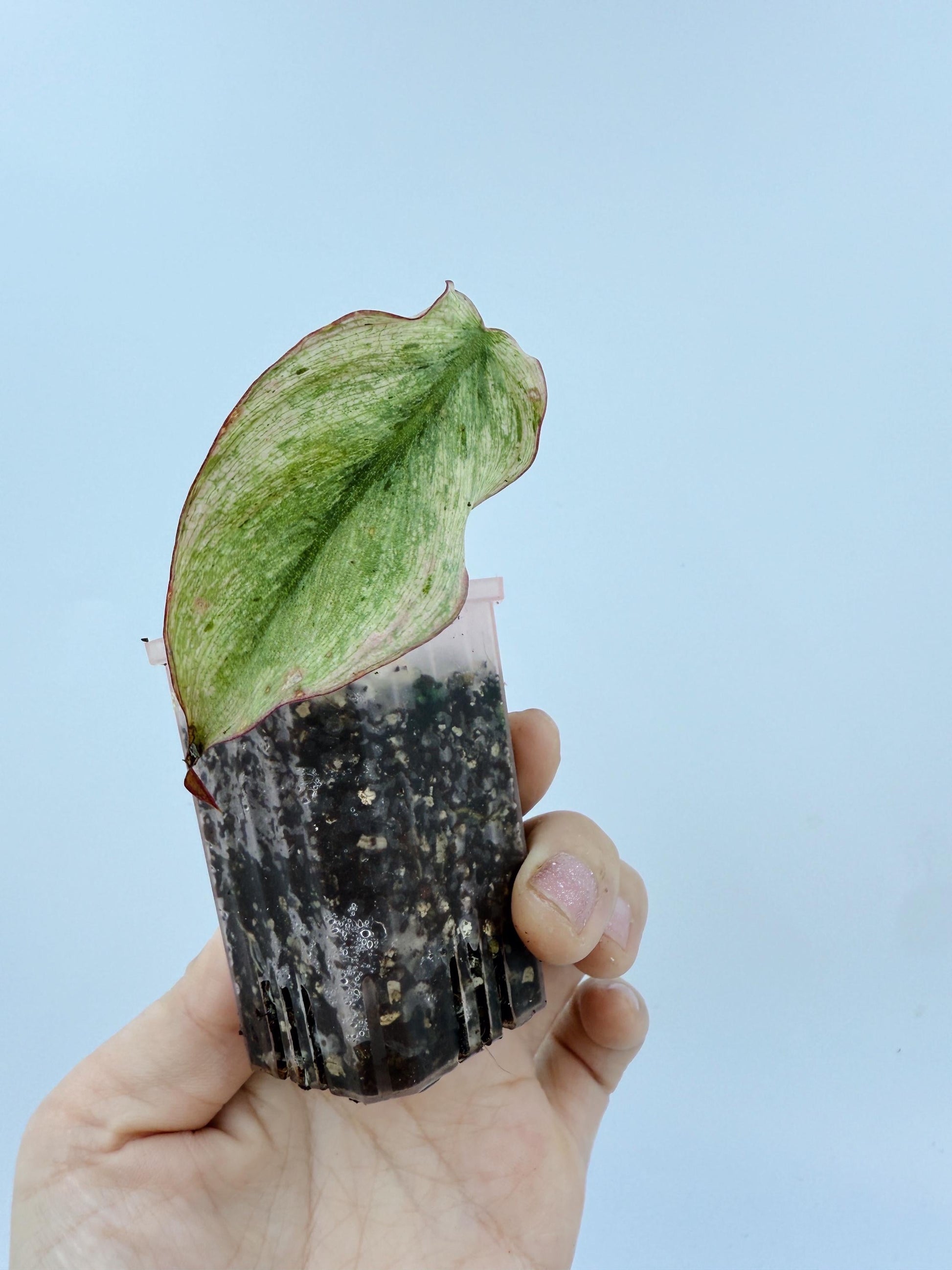 Philodendron Mican Mint Variegated