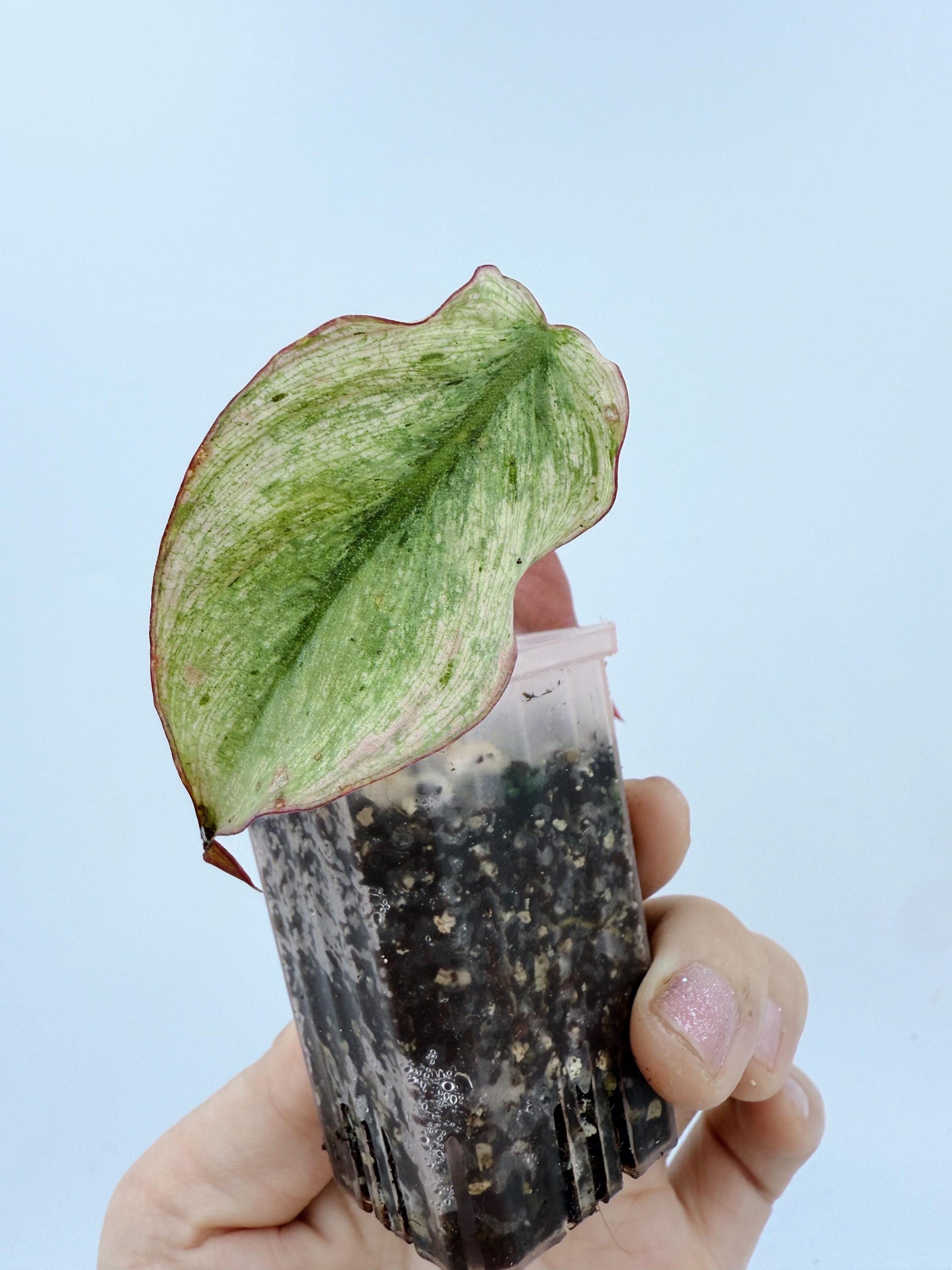 Philodendron Mican Mint Variegated
