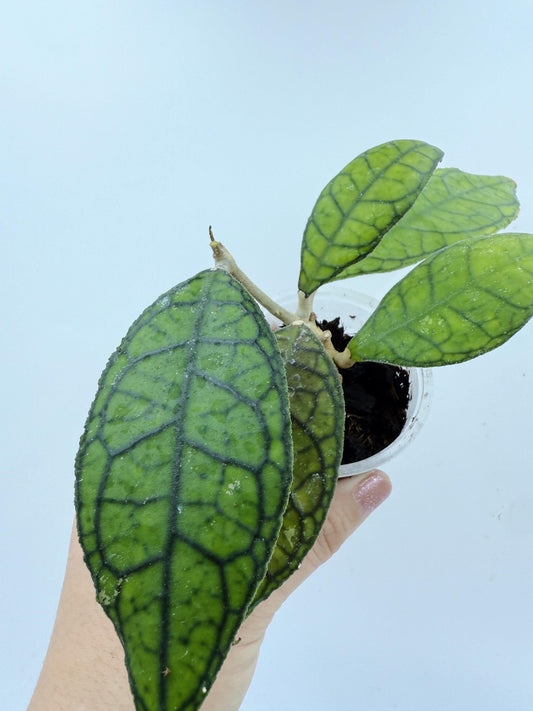 Hoya Callistophylla