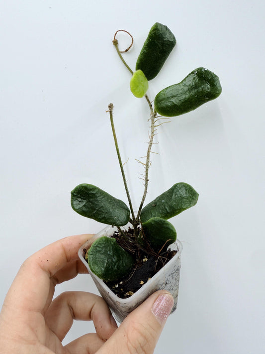 Hoya Rotundiflora