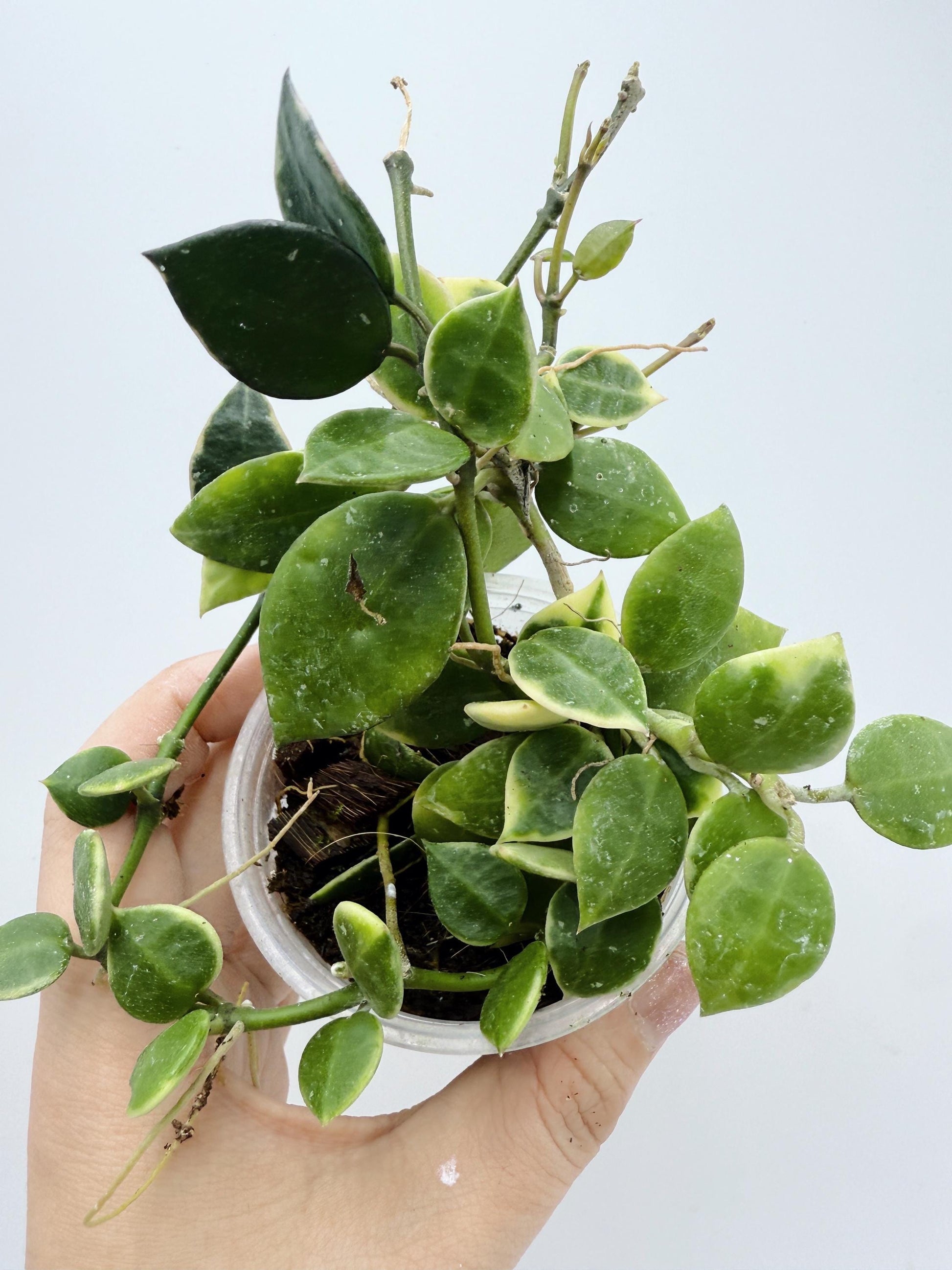Hoya Lacunosa Asami Clone 2