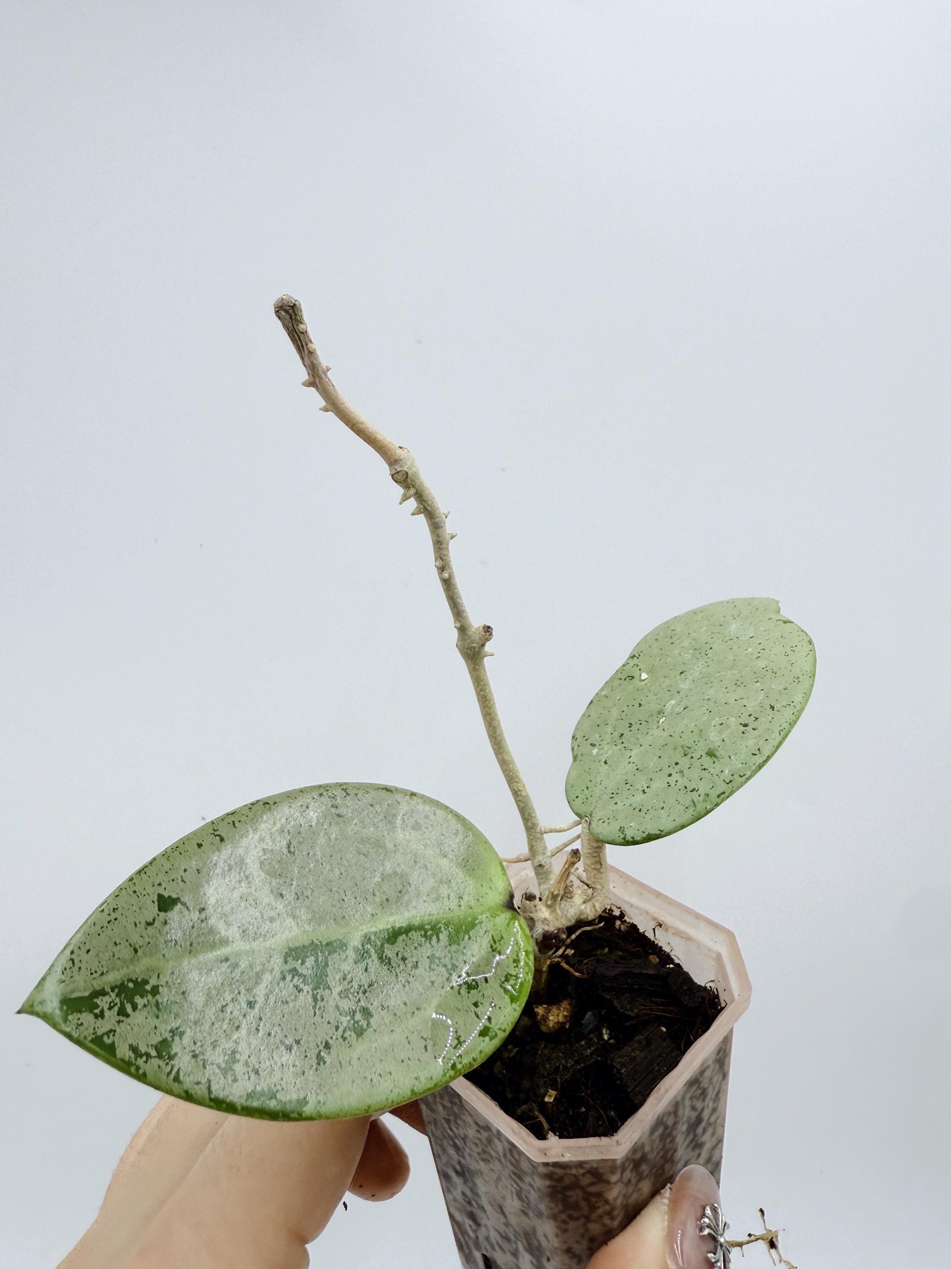 Hoya Verticillata Heart Leaves Silver