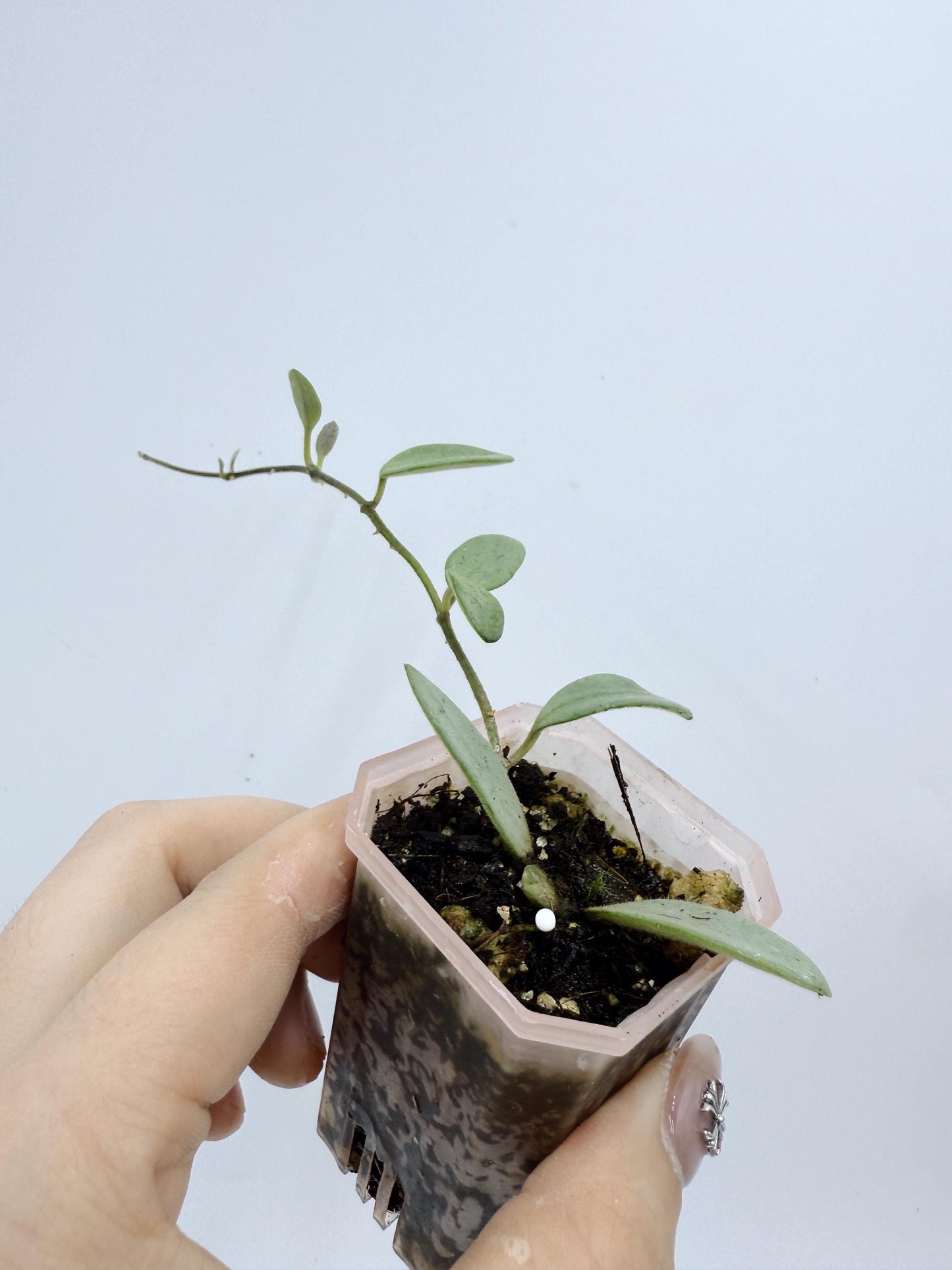 Hoya Lima Silver