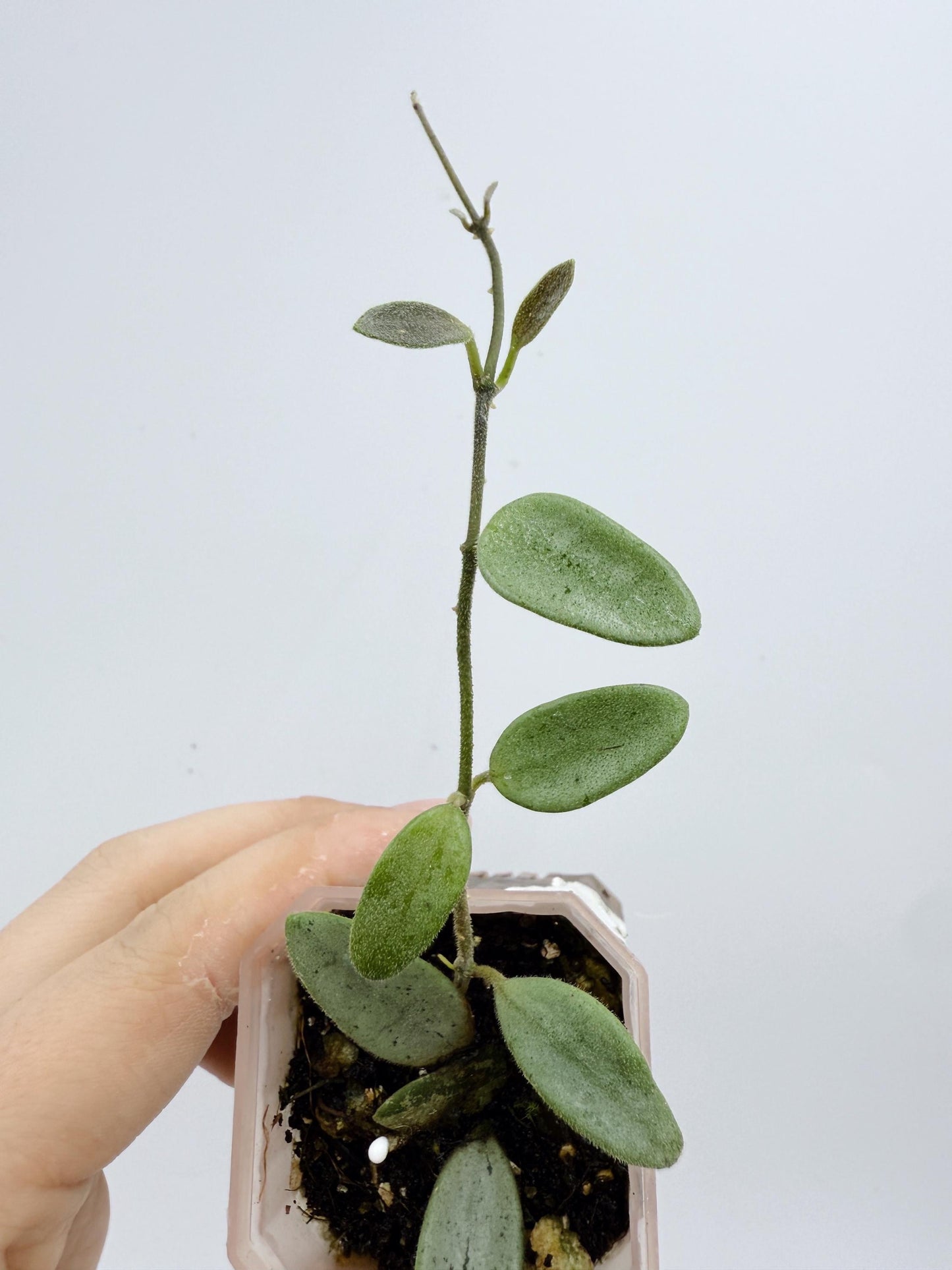 Hoya Lima Silver