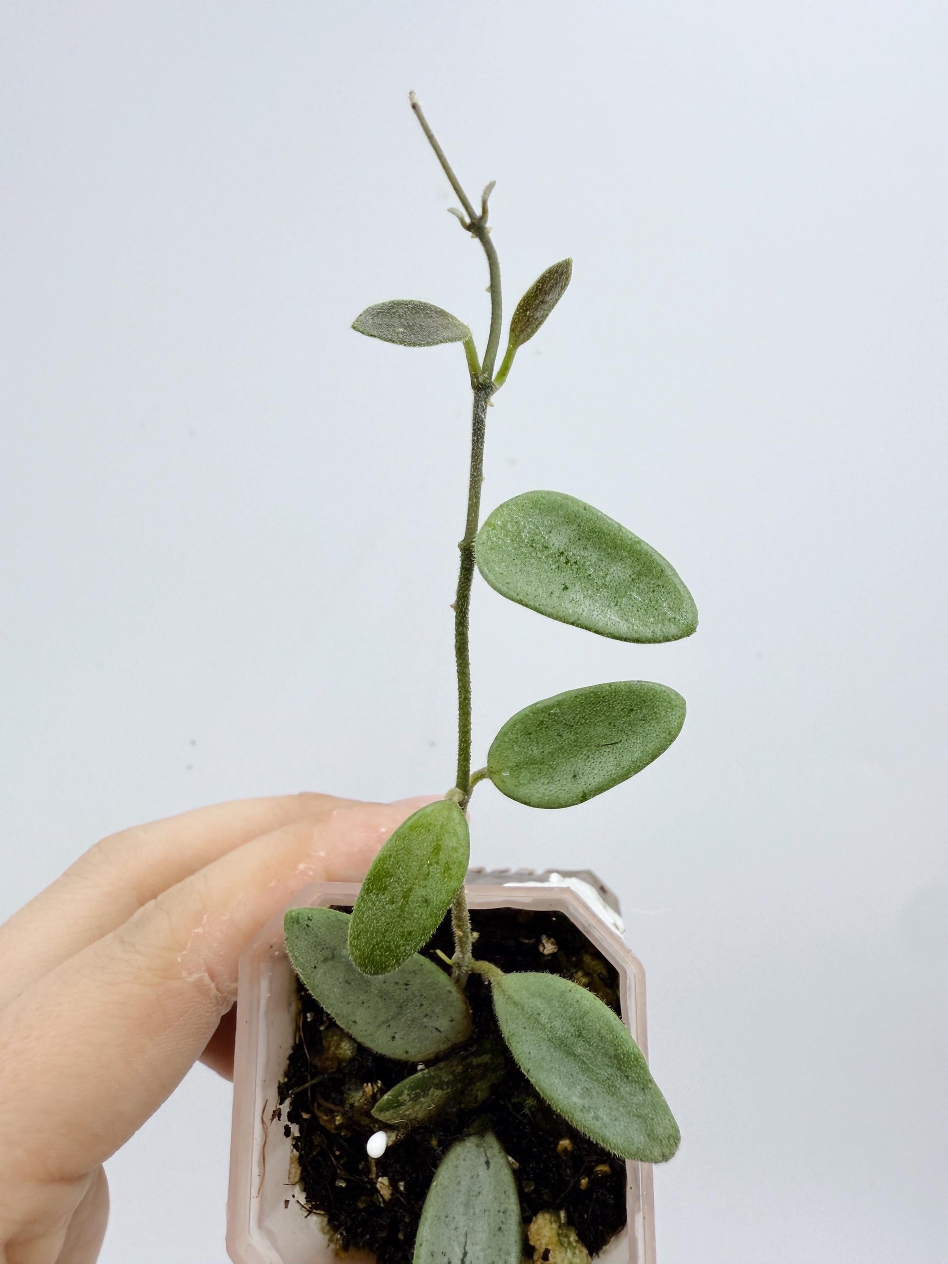 Hoya Lima Silver