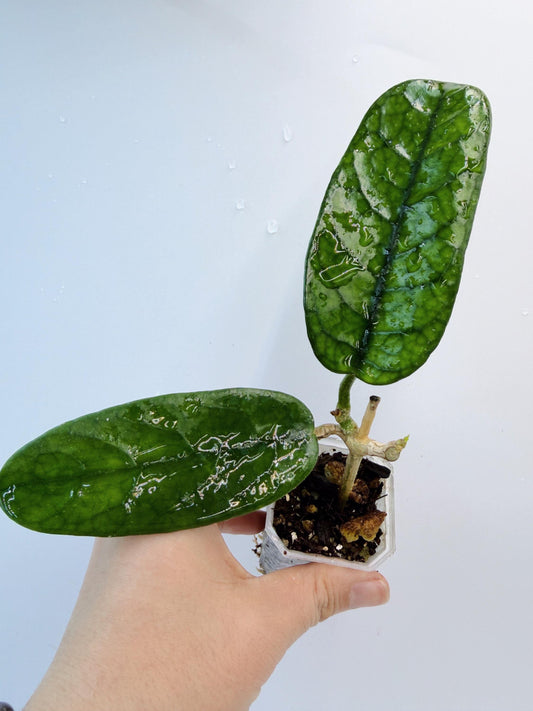 Hoya Mutuo