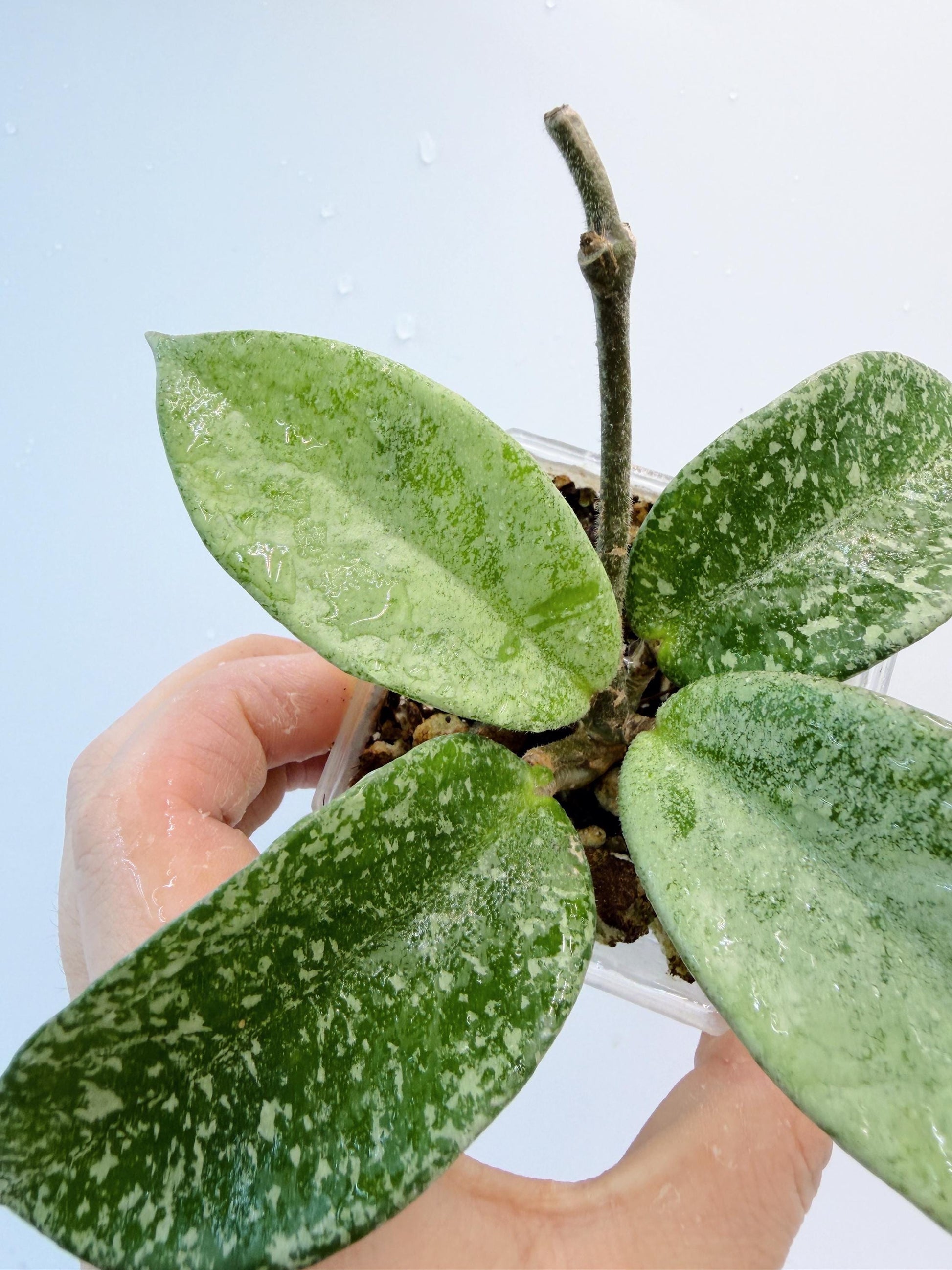 Hoya Nova Ghost