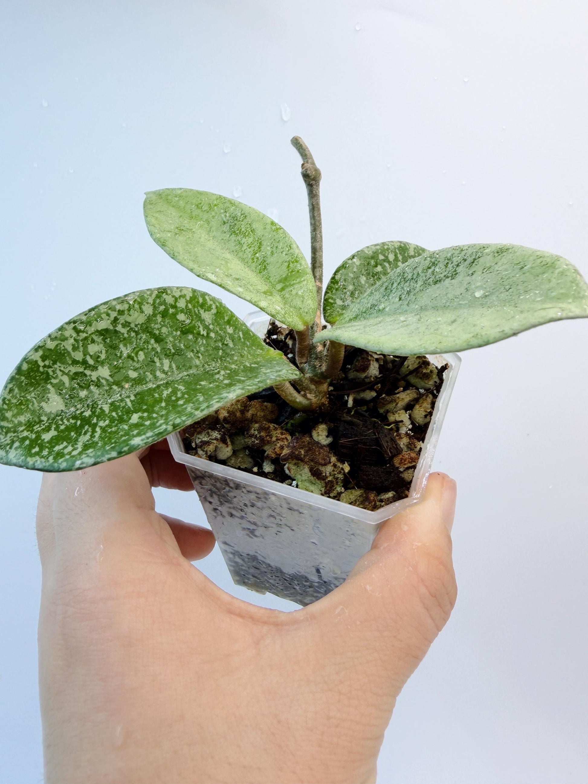 Hoya Nova Ghost