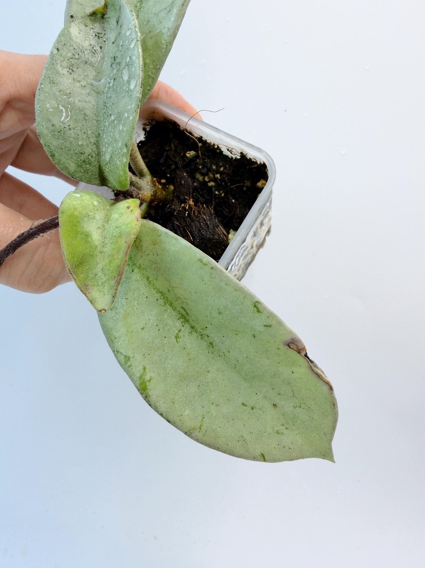 Hoya Nova Ghost